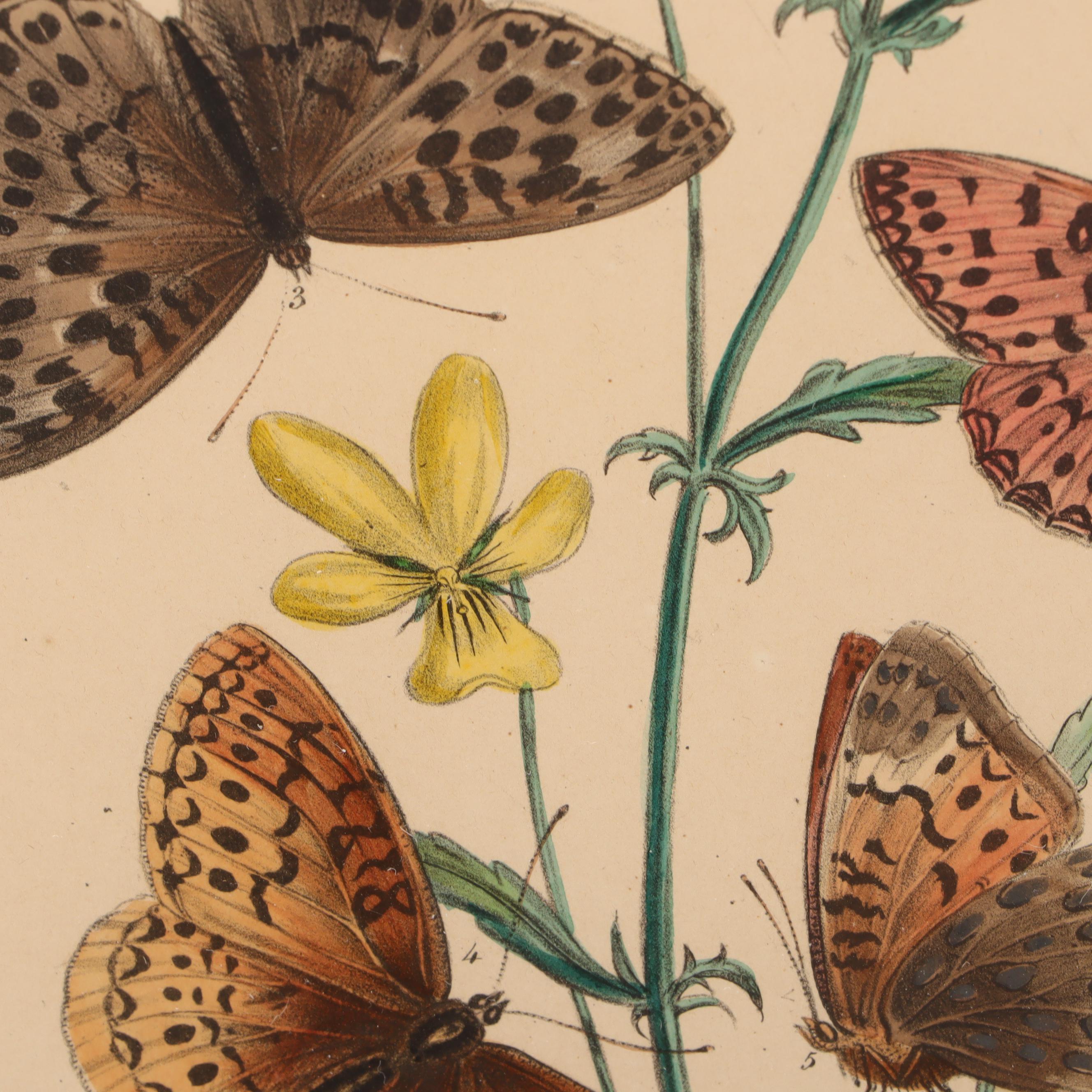 Hand-Colored Botanical Lithographs