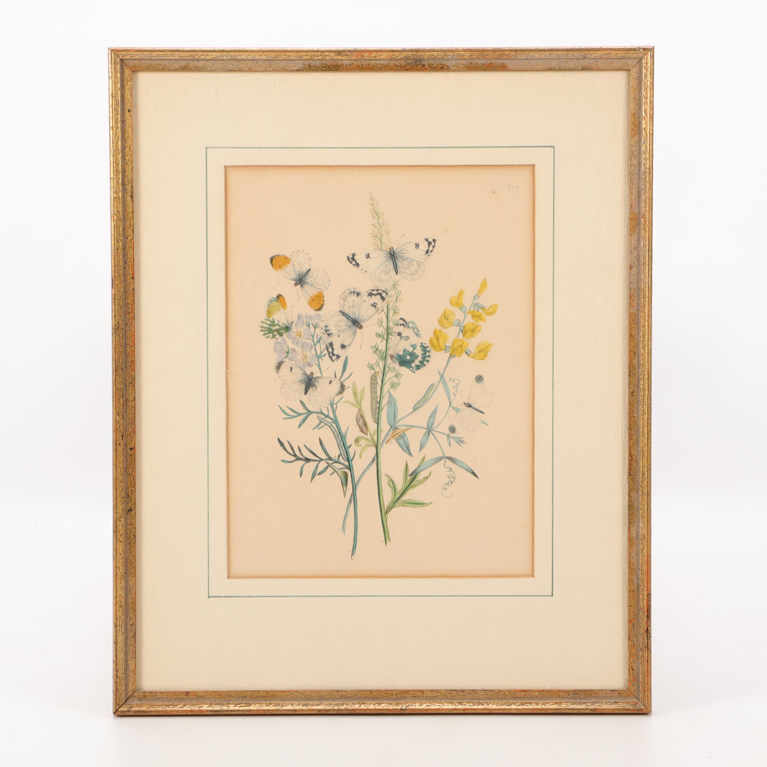 Hand-Colored Botanical Lithographs