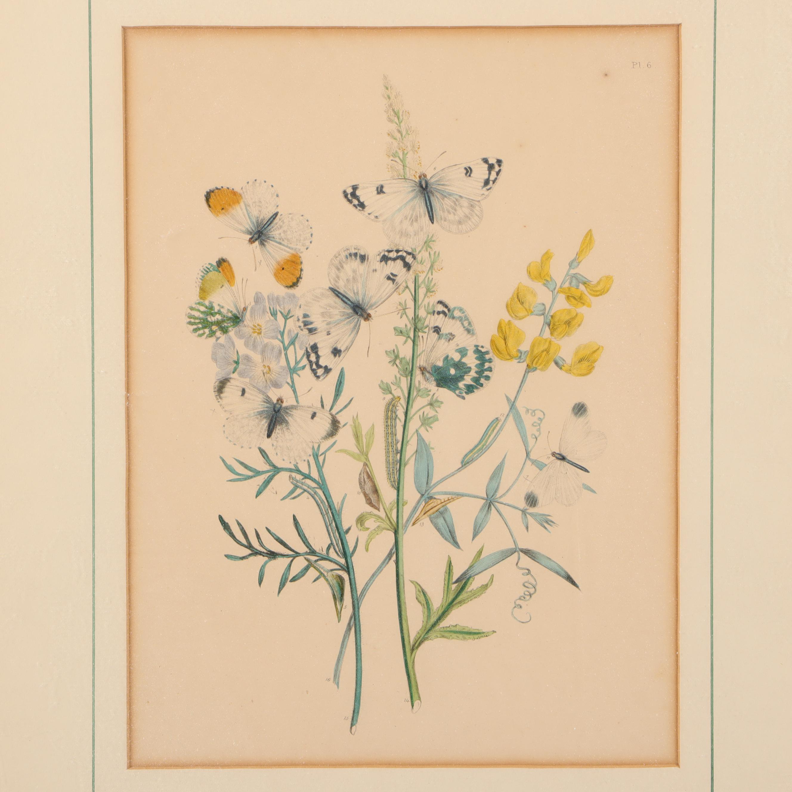 Hand-Colored Botanical Lithographs