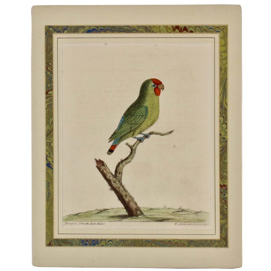 Eleazar Albin 1736 Hand-Colored Engraving "Paroquet from the East Indies"