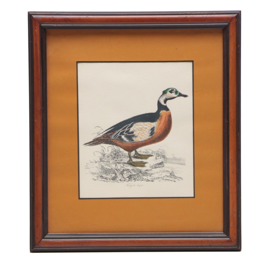 Hand-colored Lithograph after William Jardine Illustration of Wood Duck