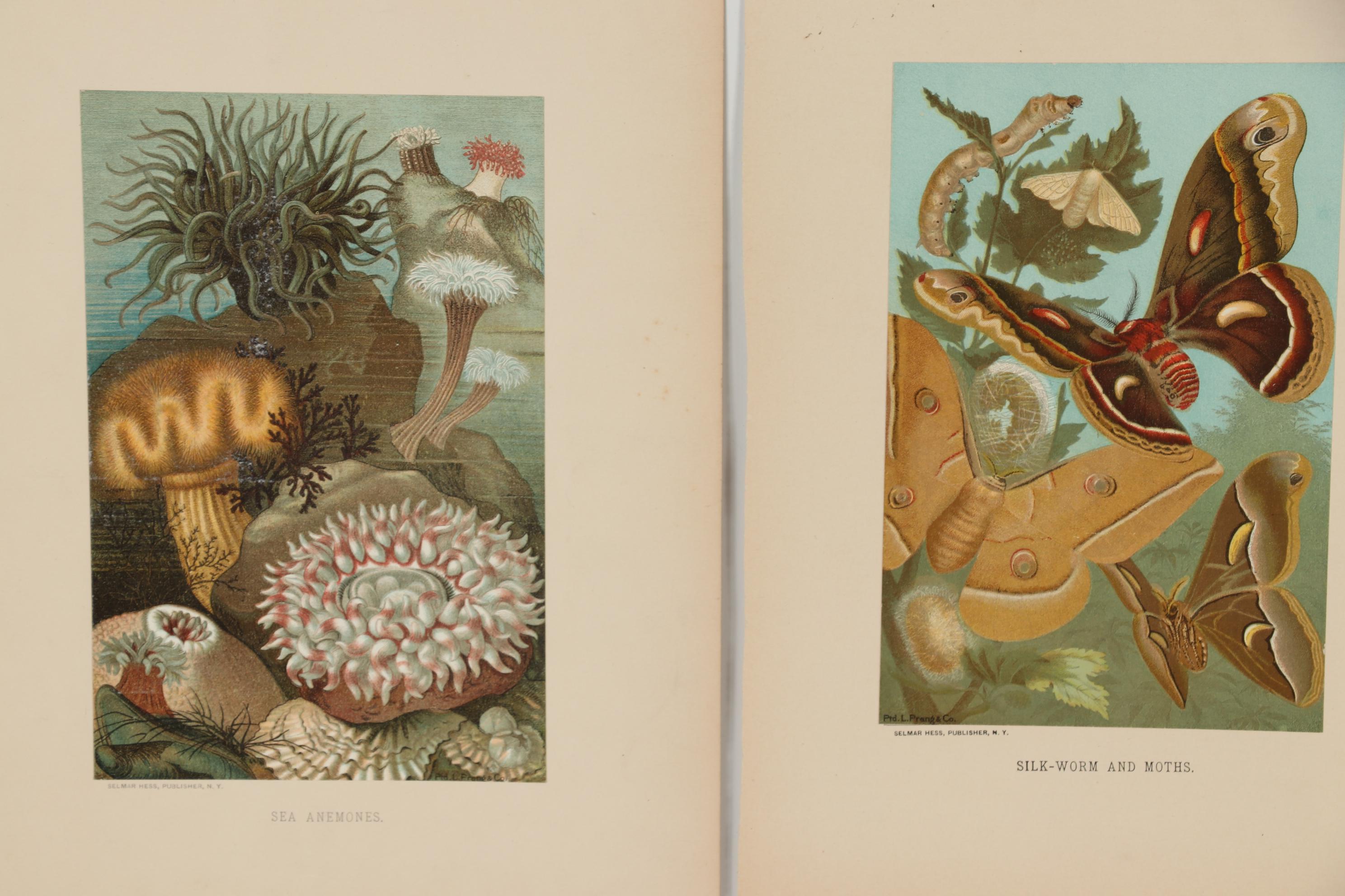 Louis Prang & Co. Chromolithographs