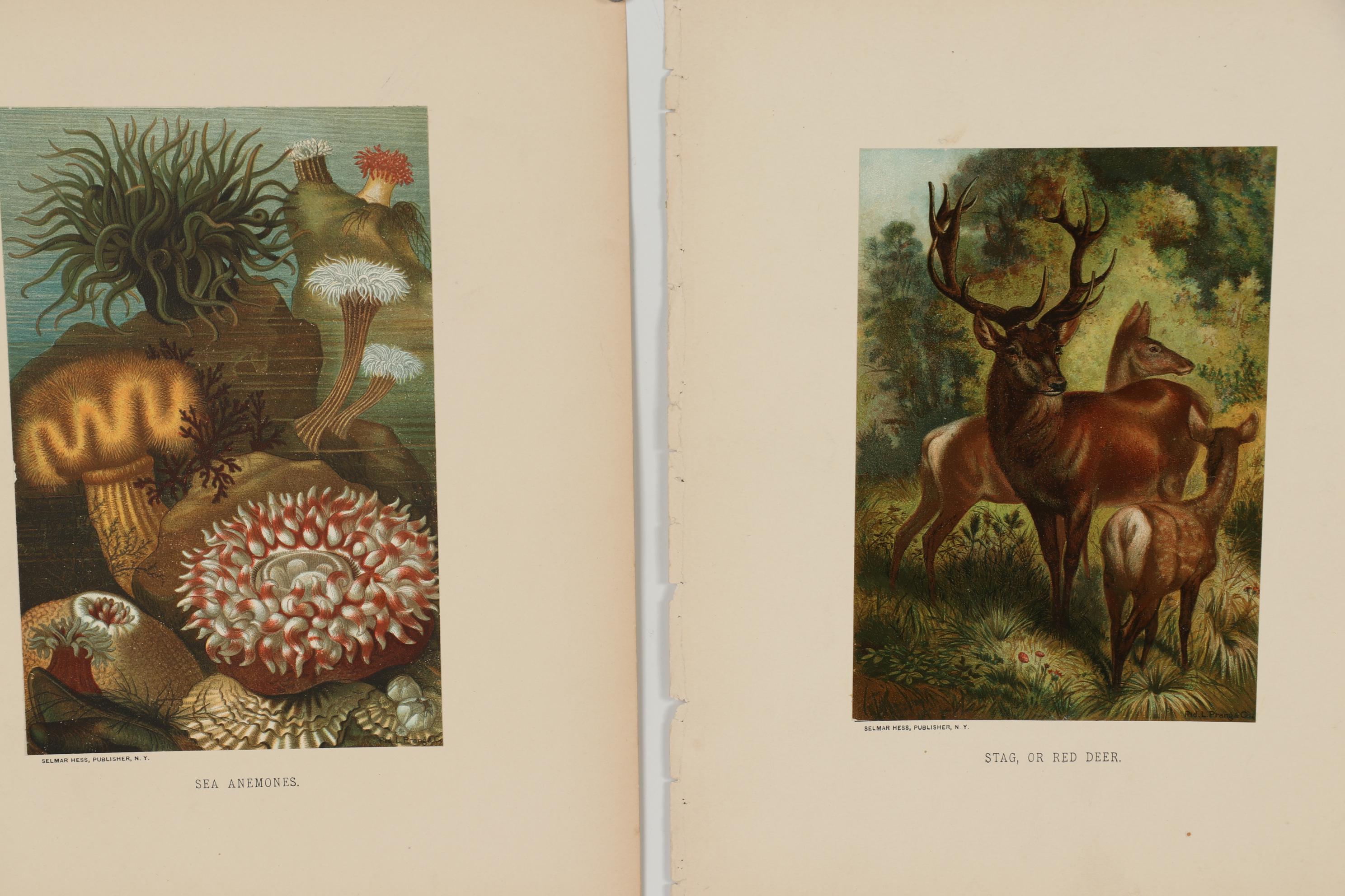 Louis Prang & Co. Chromolithographs