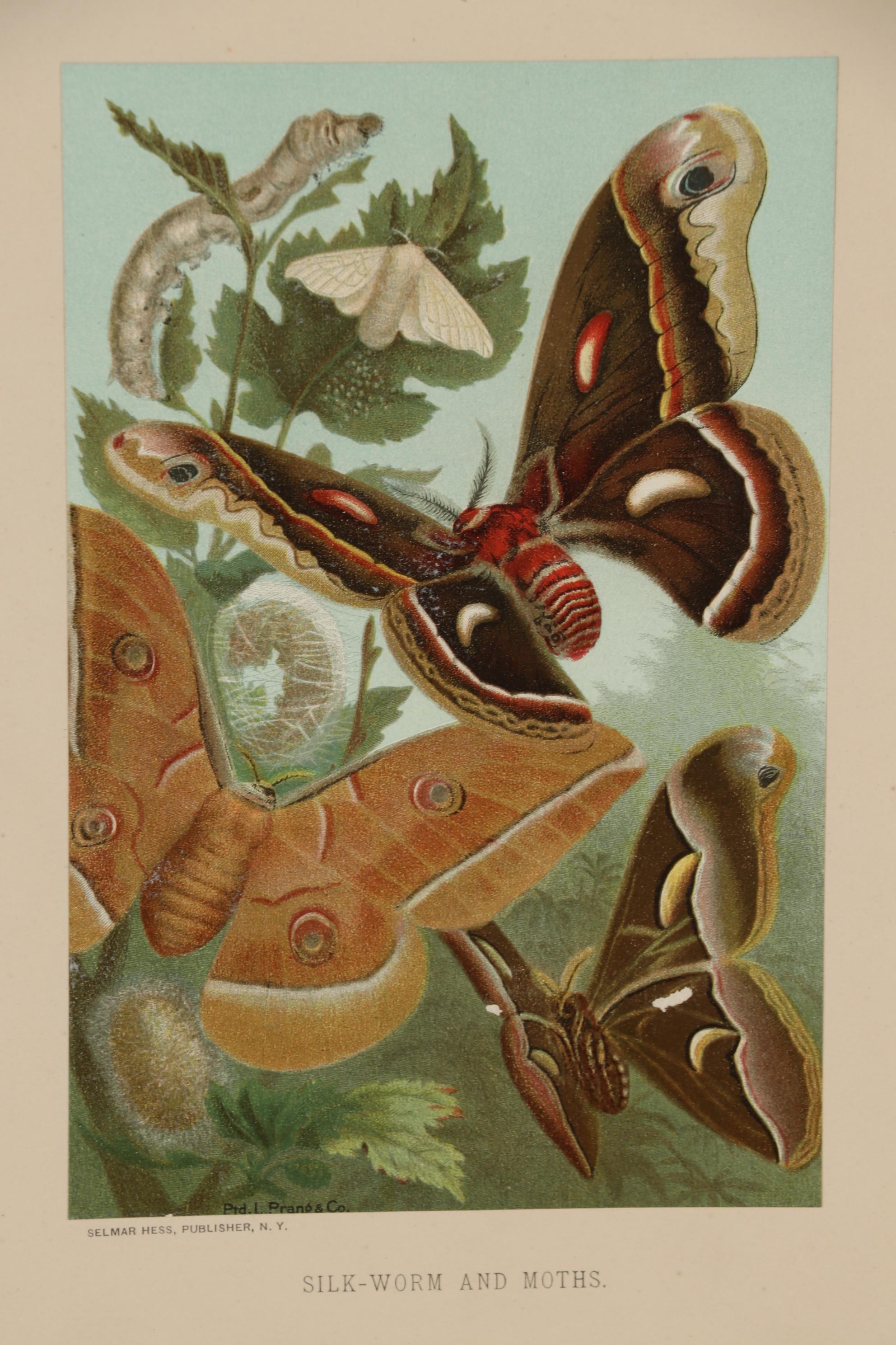 Louis Prang & Co. Chromolithographs