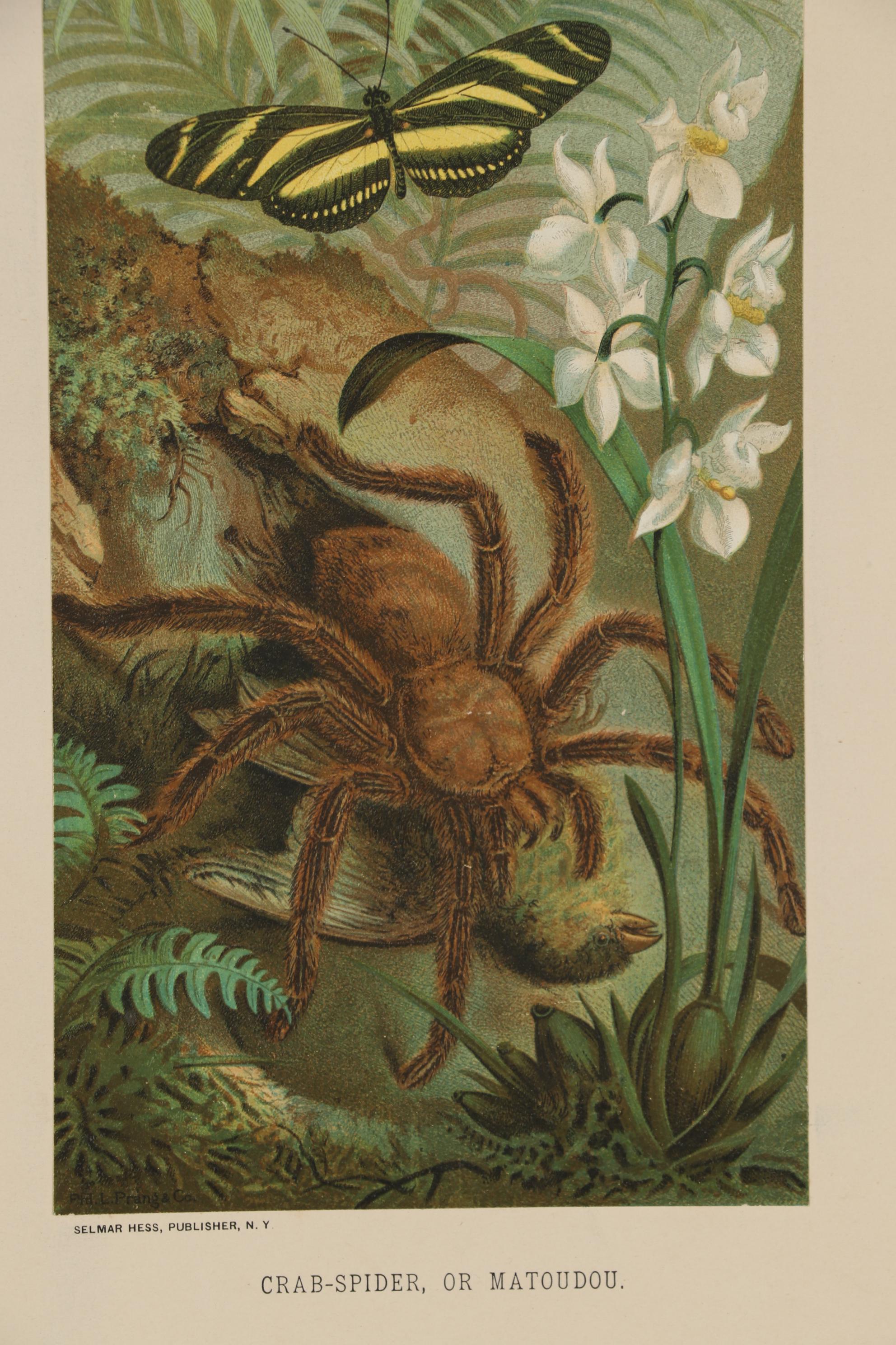 Louis Prang & Co. Chromolithographs