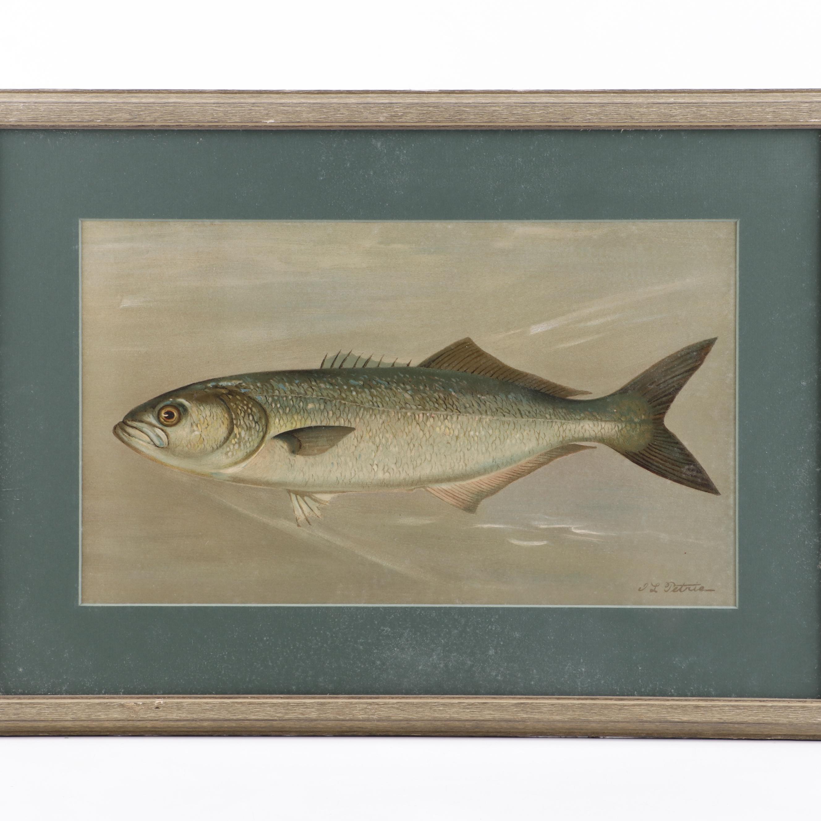 J.L. Petrie Pastel Drawing "The Bluefish"