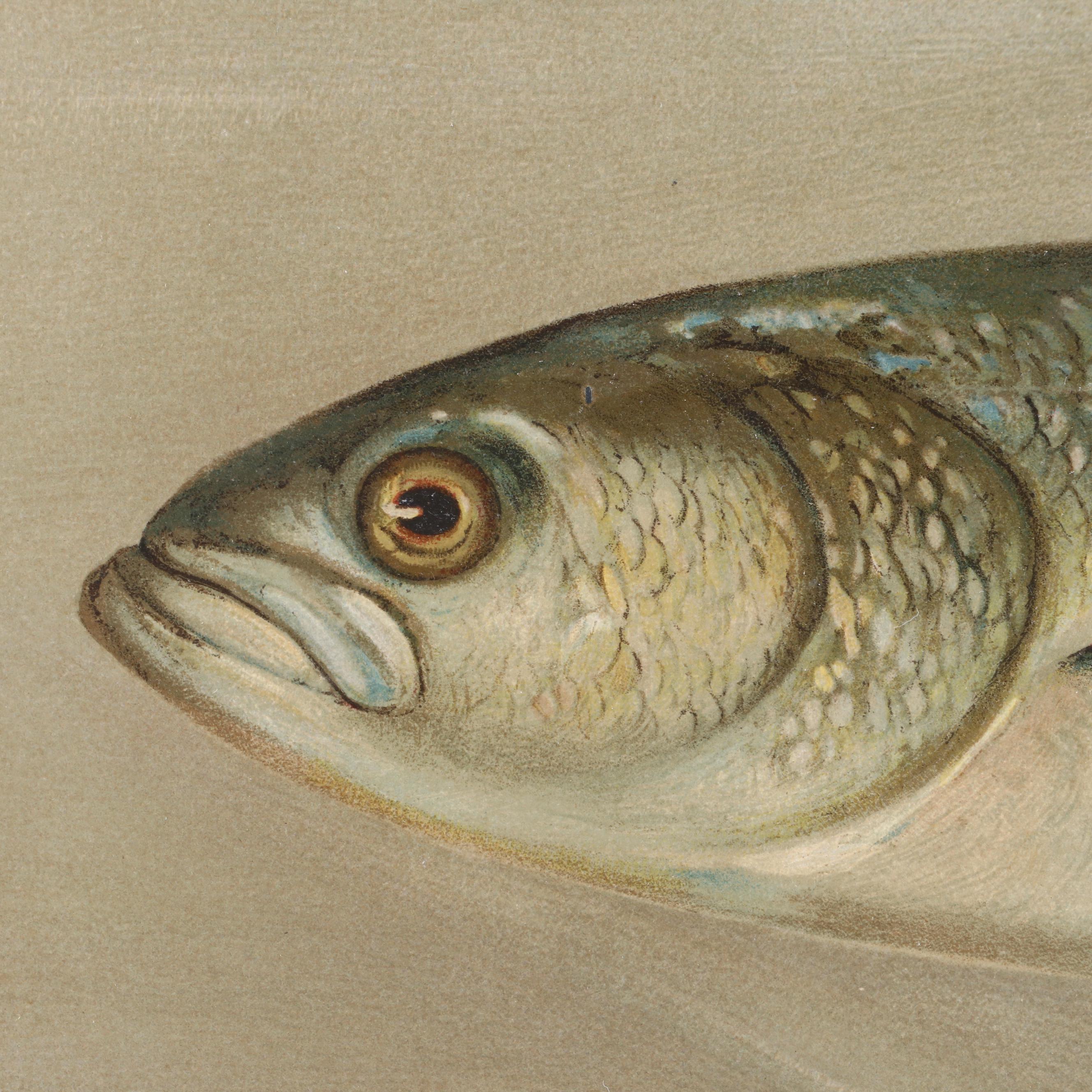 J.L. Petrie Pastel Drawing "The Bluefish"