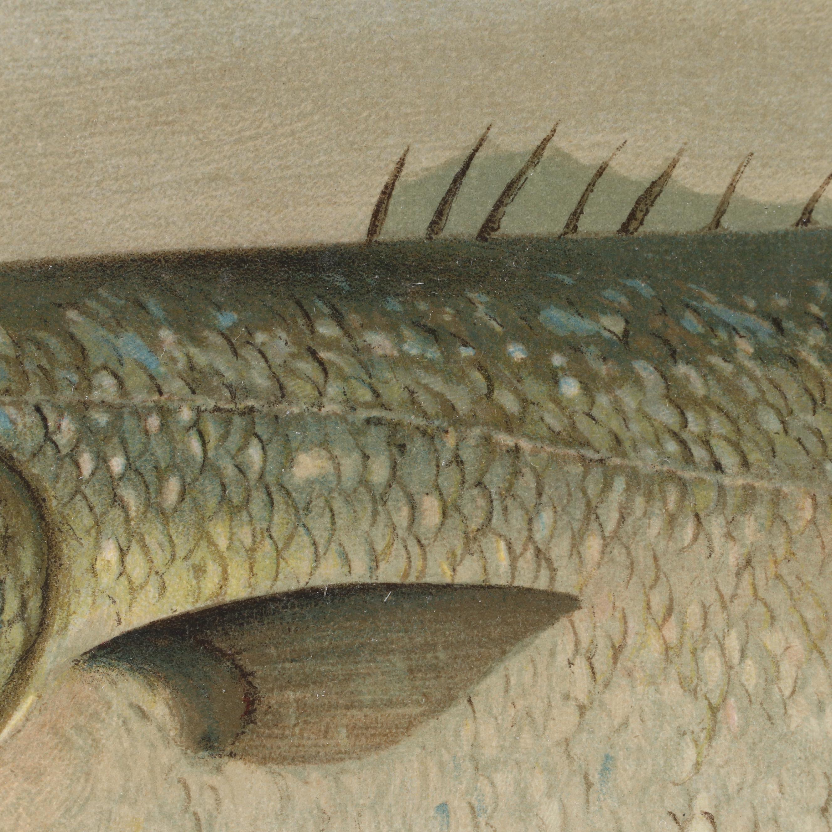 J.L. Petrie Pastel Drawing "The Bluefish"