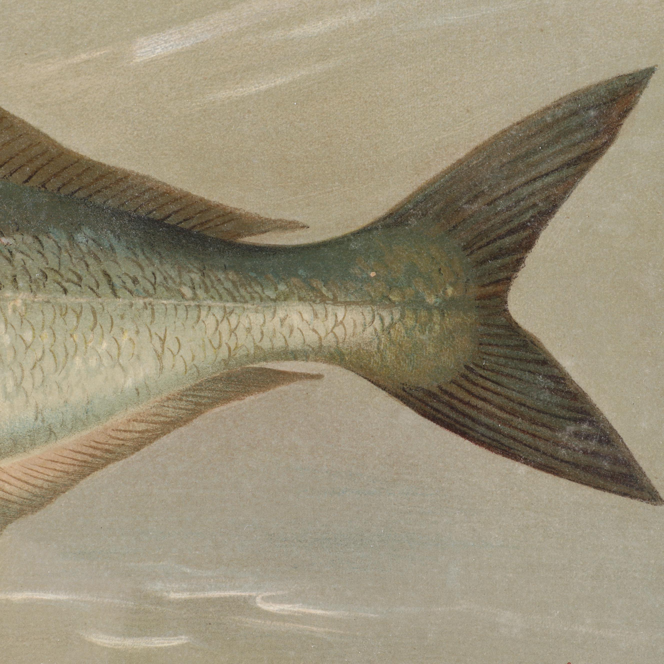 J.L. Petrie Pastel Drawing "The Bluefish"