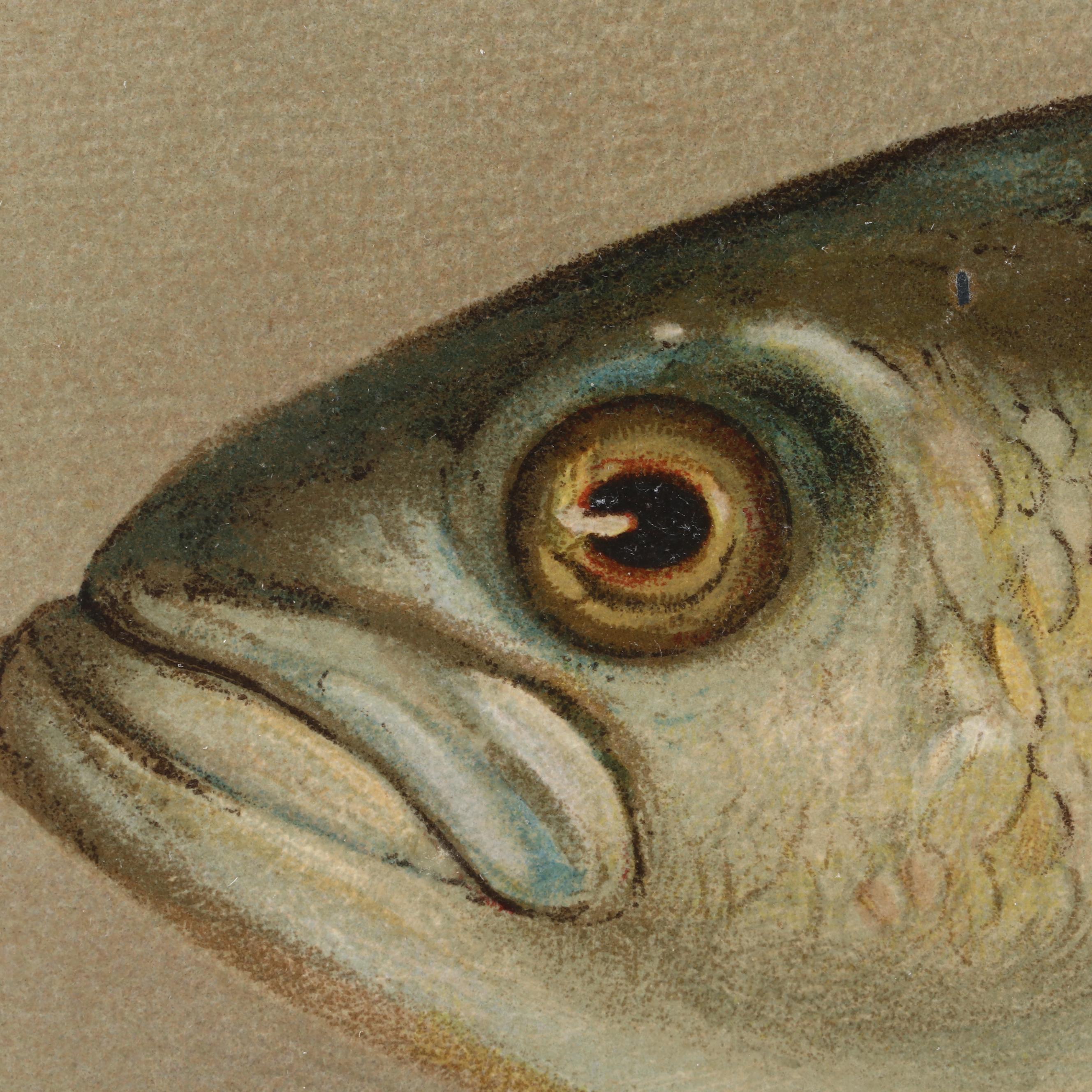 J.L. Petrie Pastel Drawing "The Bluefish"
