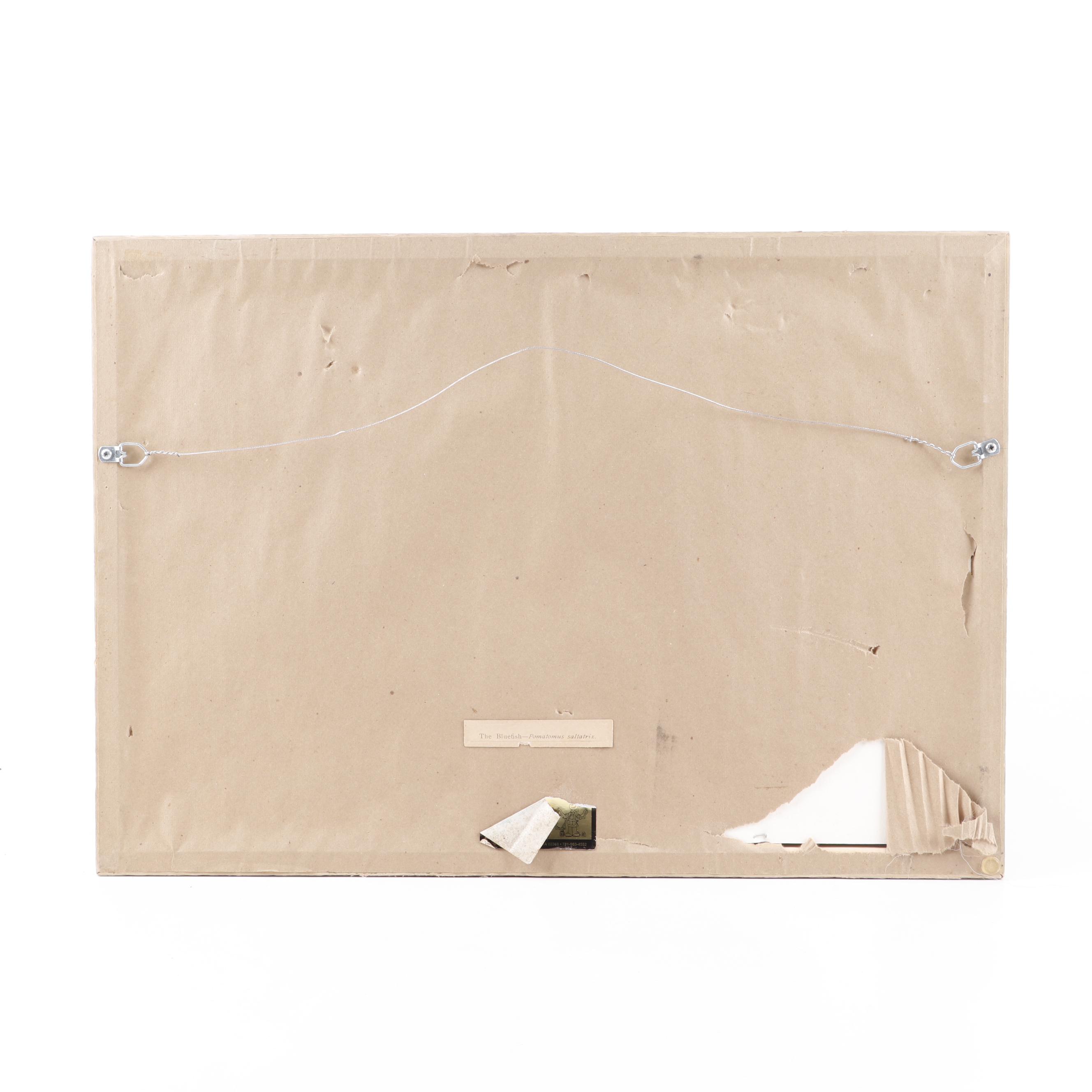 J.L. Petrie Pastel Drawing "The Bluefish"