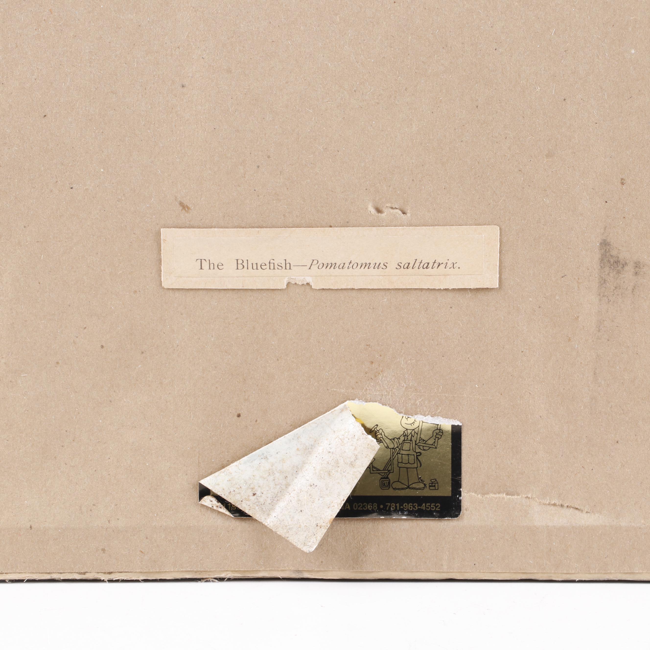 J.L. Petrie Pastel Drawing "The Bluefish"