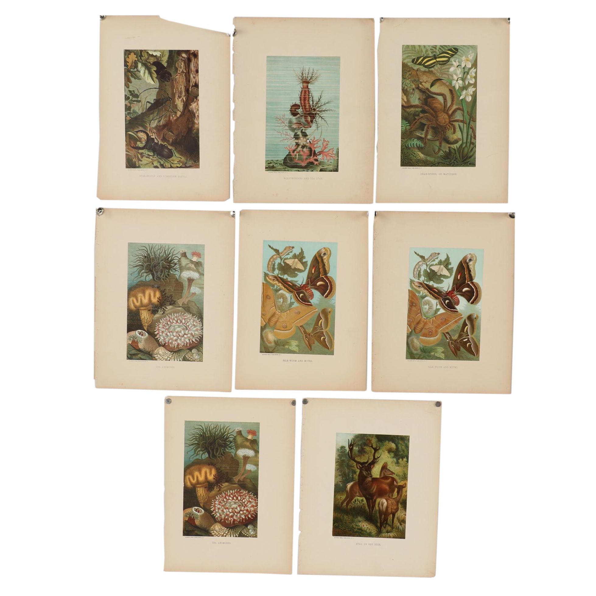 Louis Prang & Co. Chromolithographs