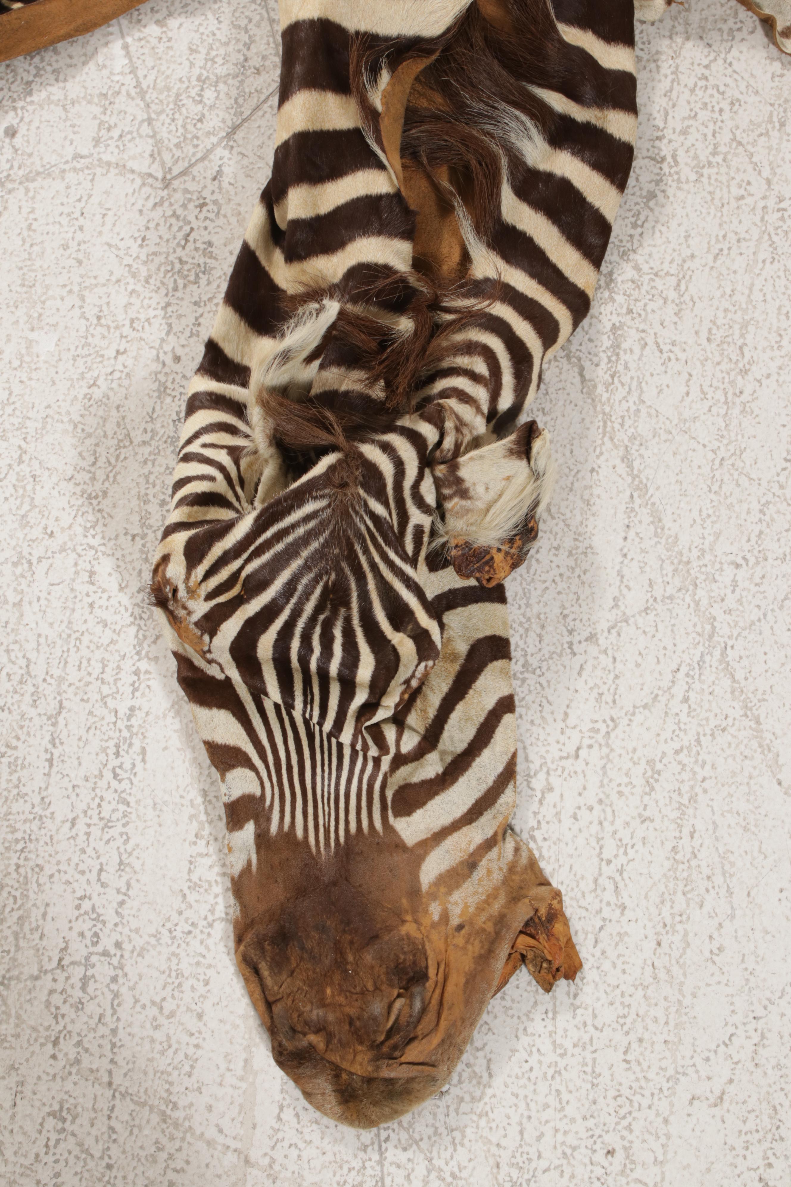Grant's Zebra Full Body Pelt