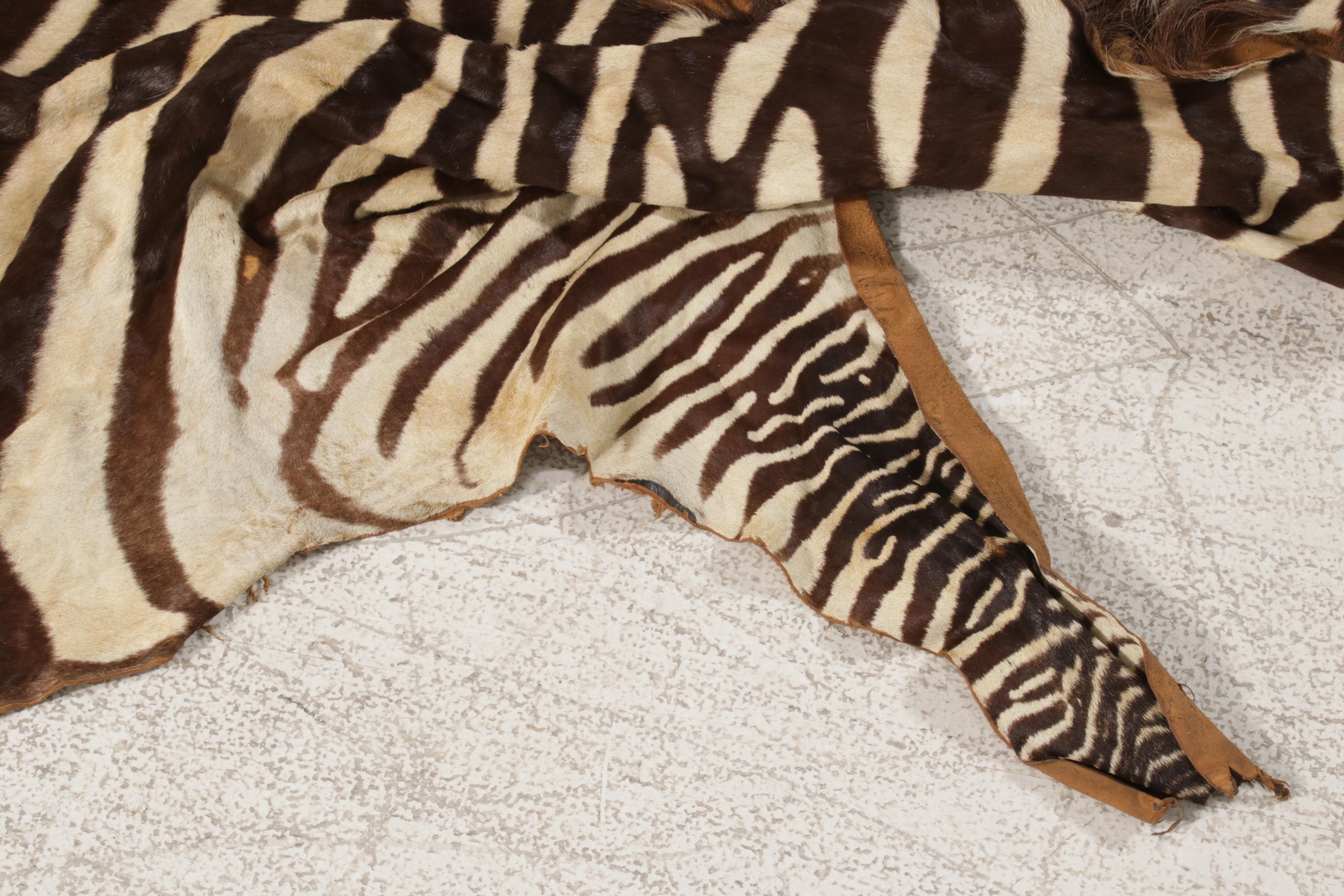 Grant's Zebra Full Body Pelt