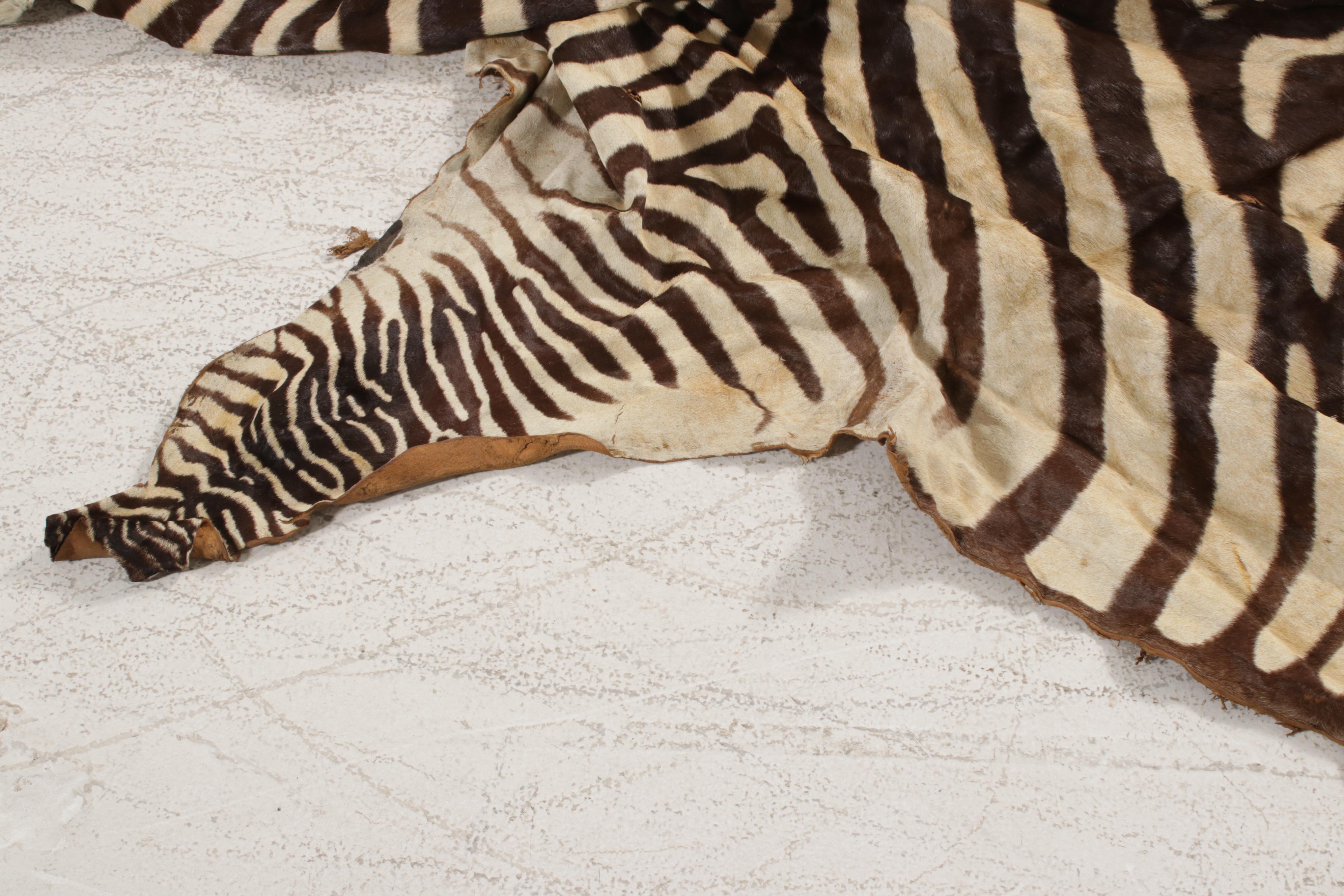 Grant's Zebra Full Body Pelt