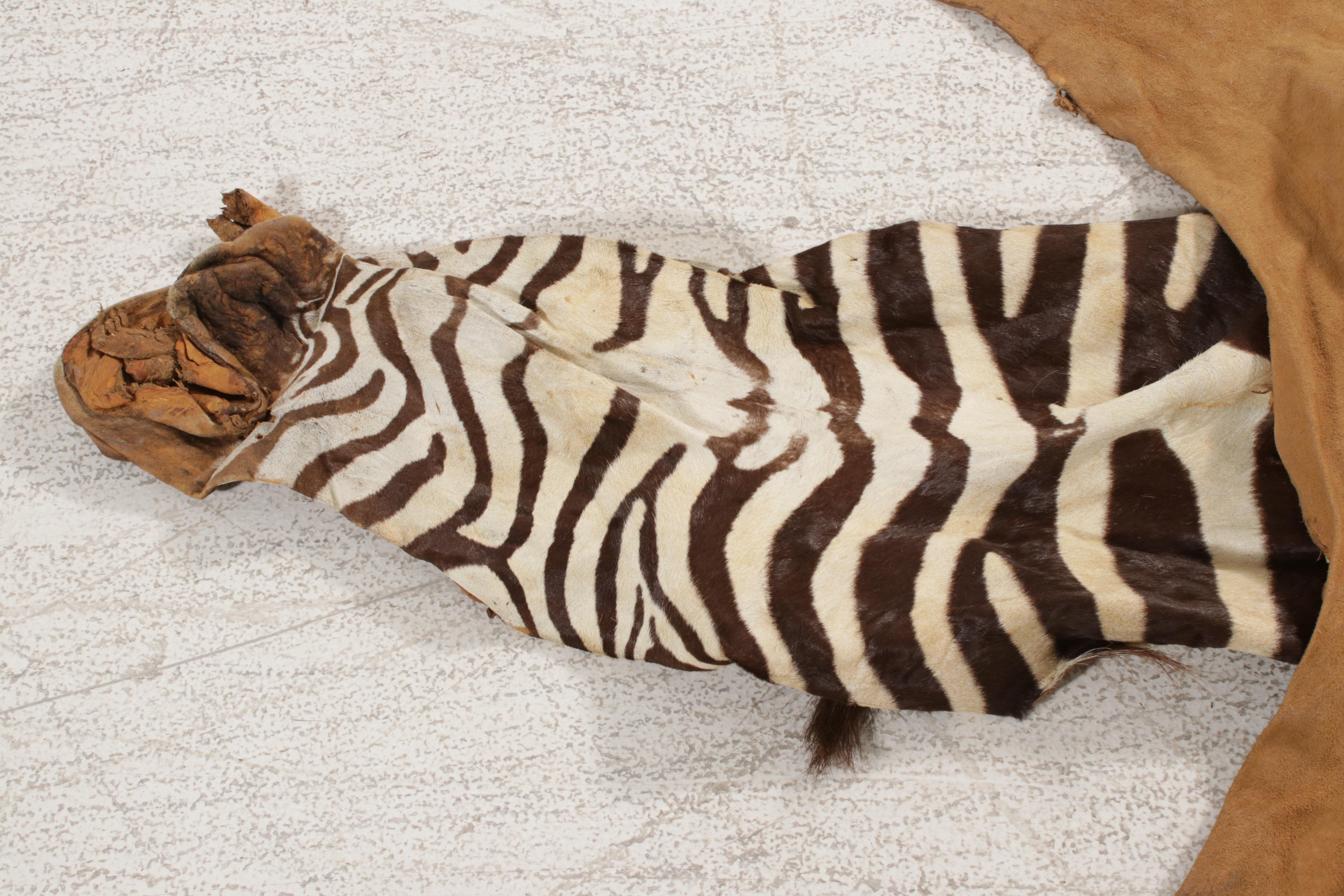 Grant's Zebra Full Body Pelt