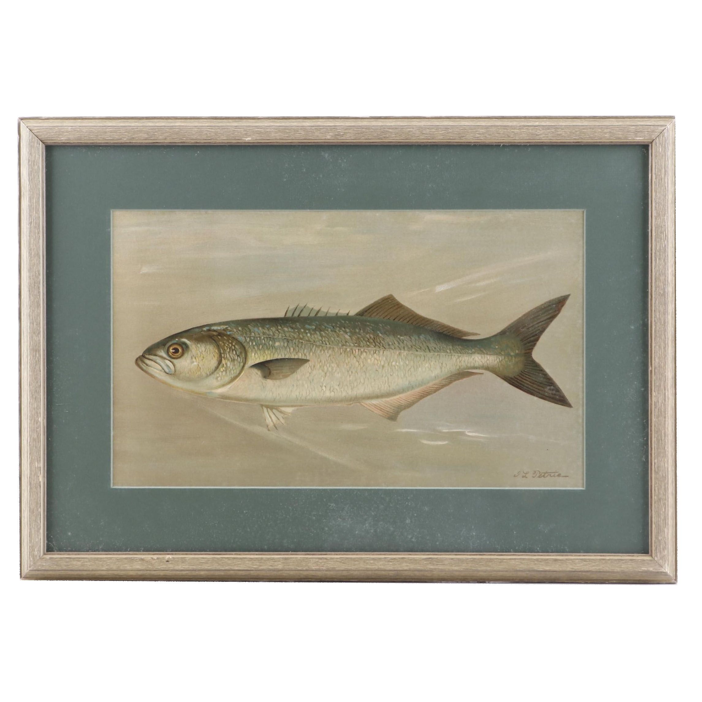 J.L. Petrie Pastel Drawing "The Bluefish"