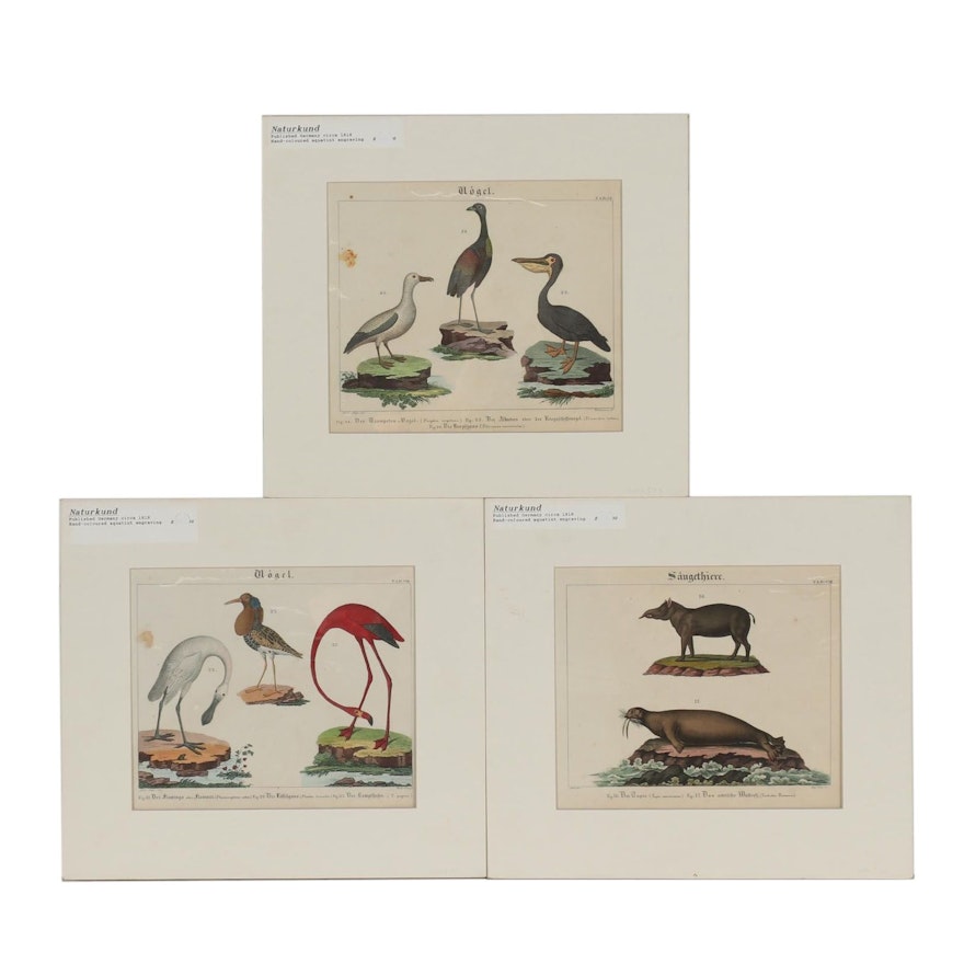 19th Century Hand-Colored Engravings from Wilmsen Natural History Manual