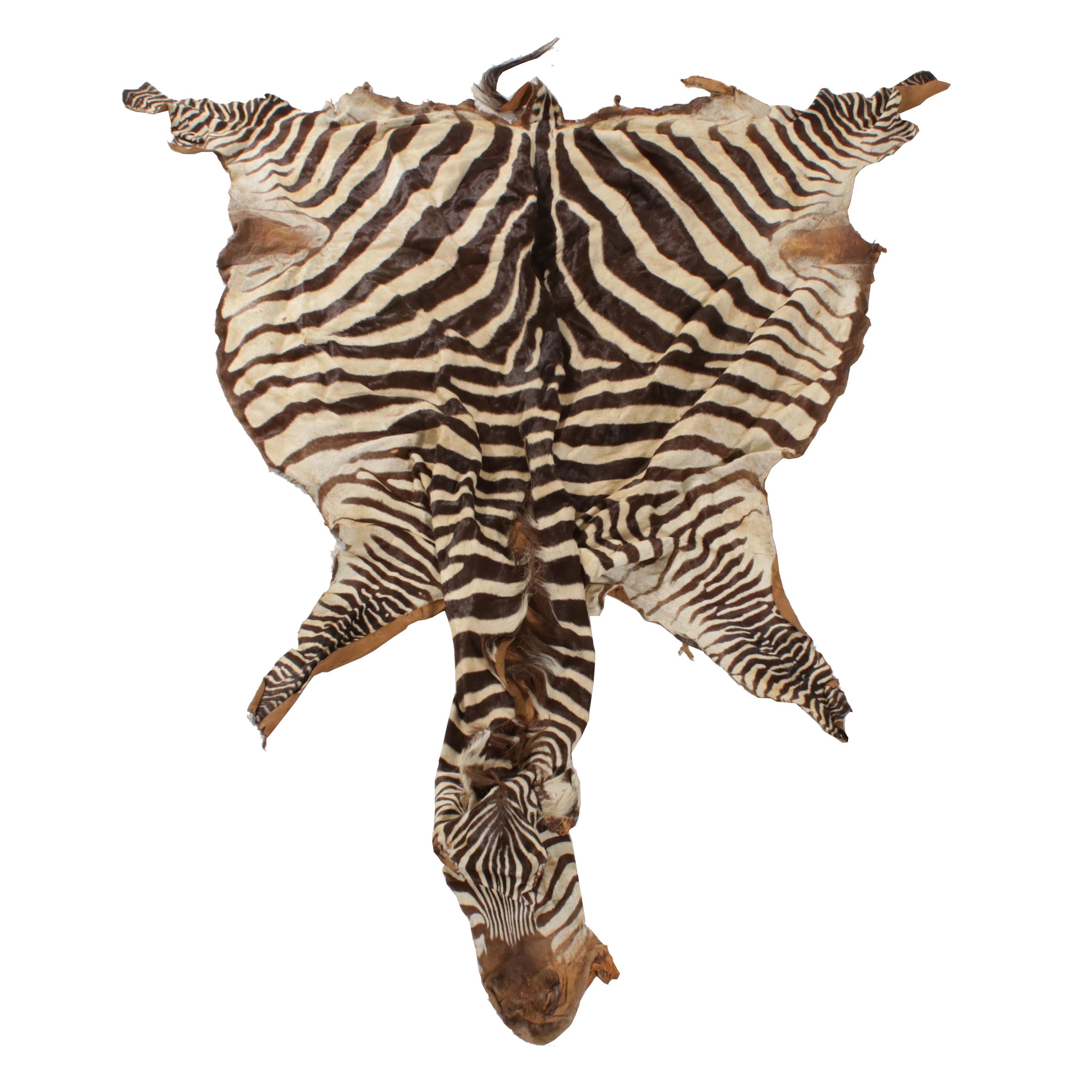Grant's Zebra Full Body Pelt
