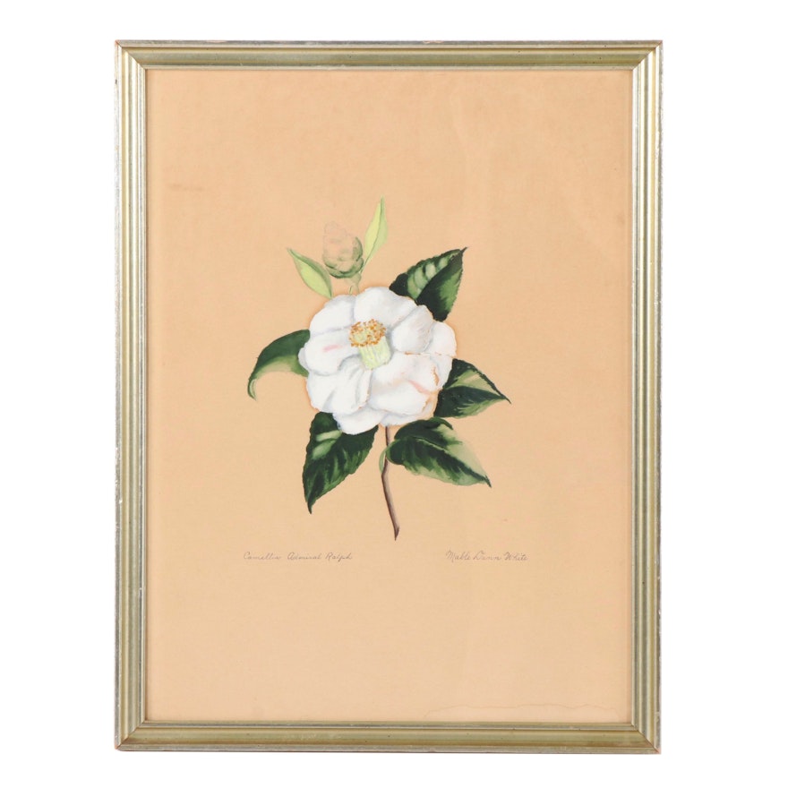 Mabel Dunn White Gouache Painting "Camellia Admiral Ralph"