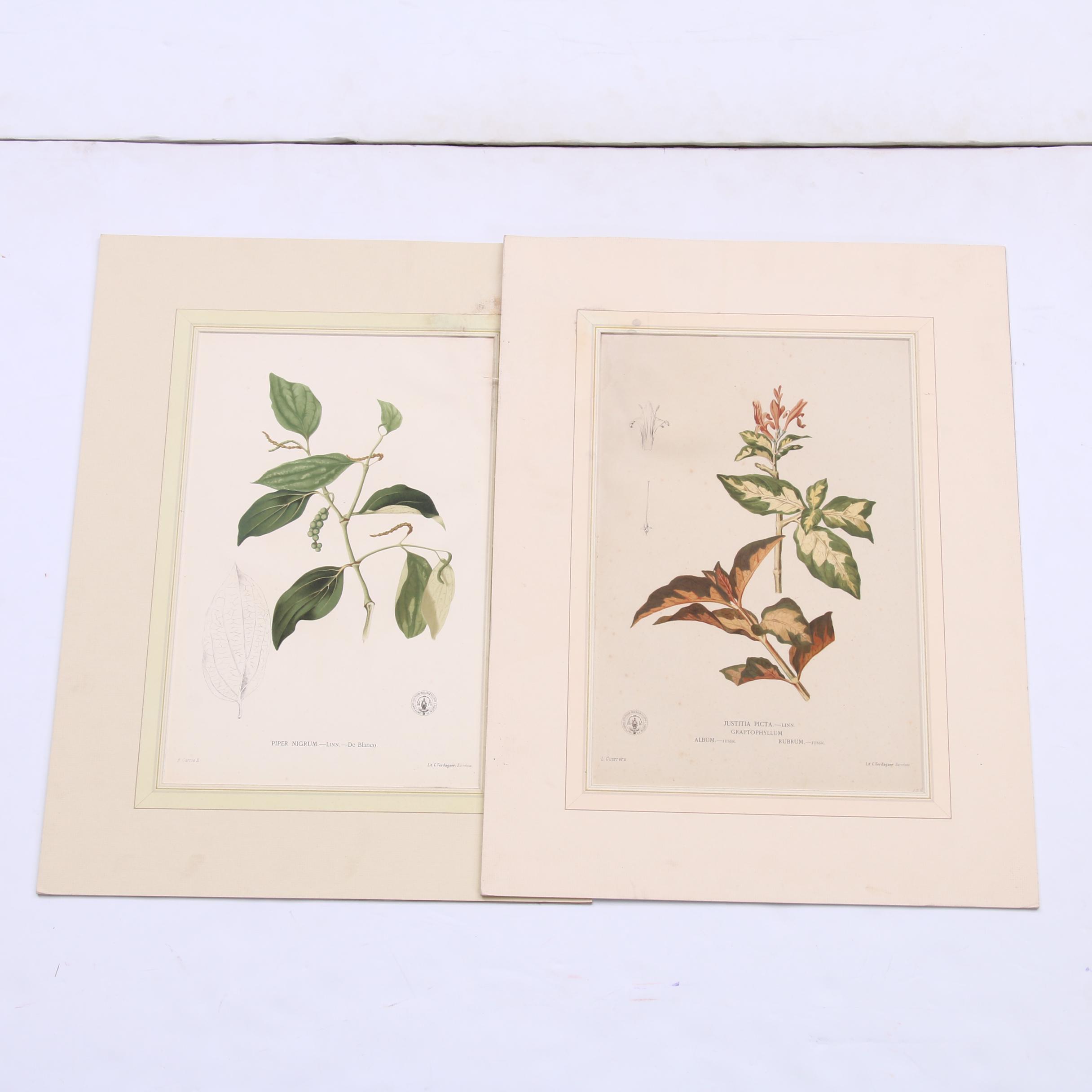 Celestino Verdaguer Botanical Chromolithographs from "Philippine Flora"