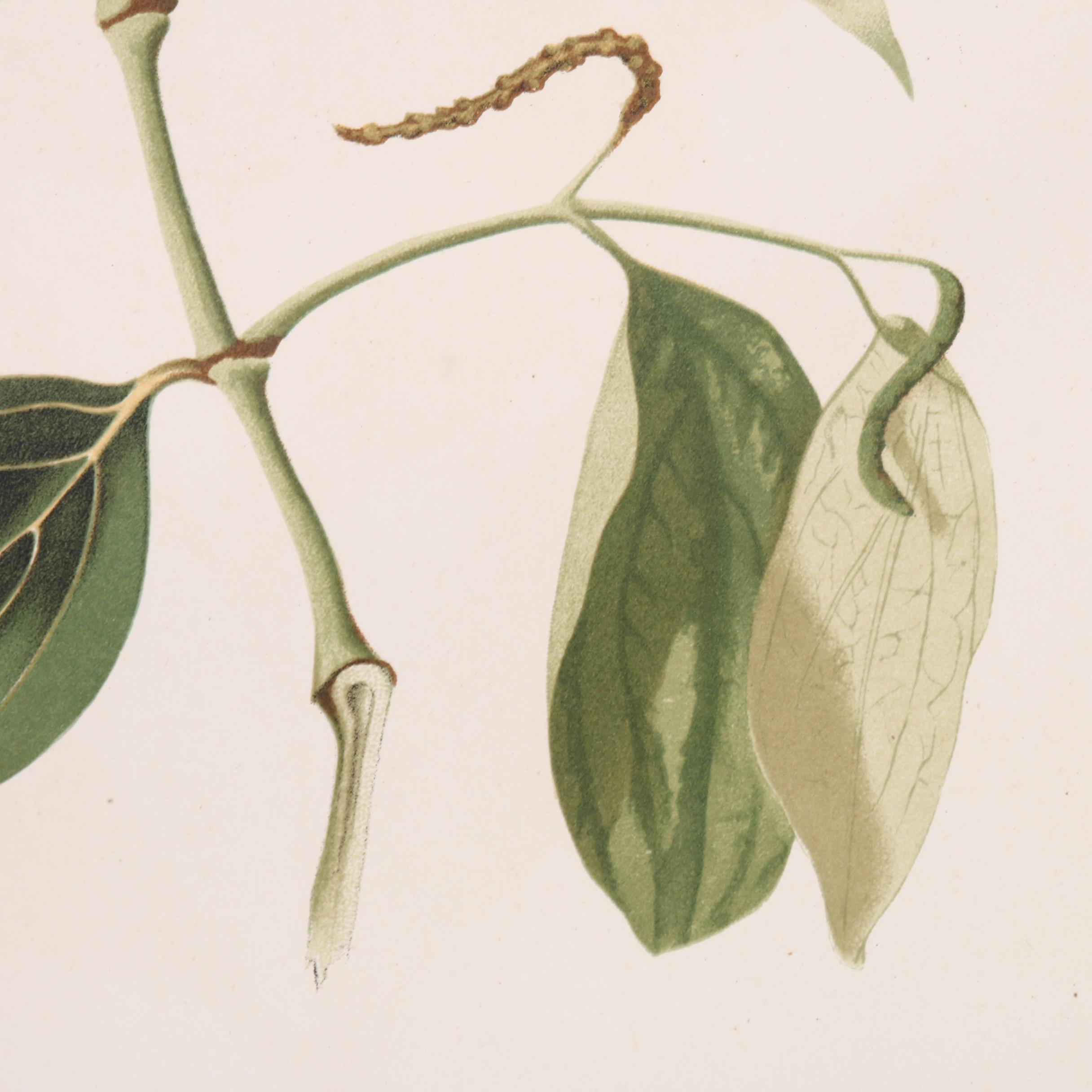 Celestino Verdaguer Botanical Chromolithographs from "Philippine Flora"