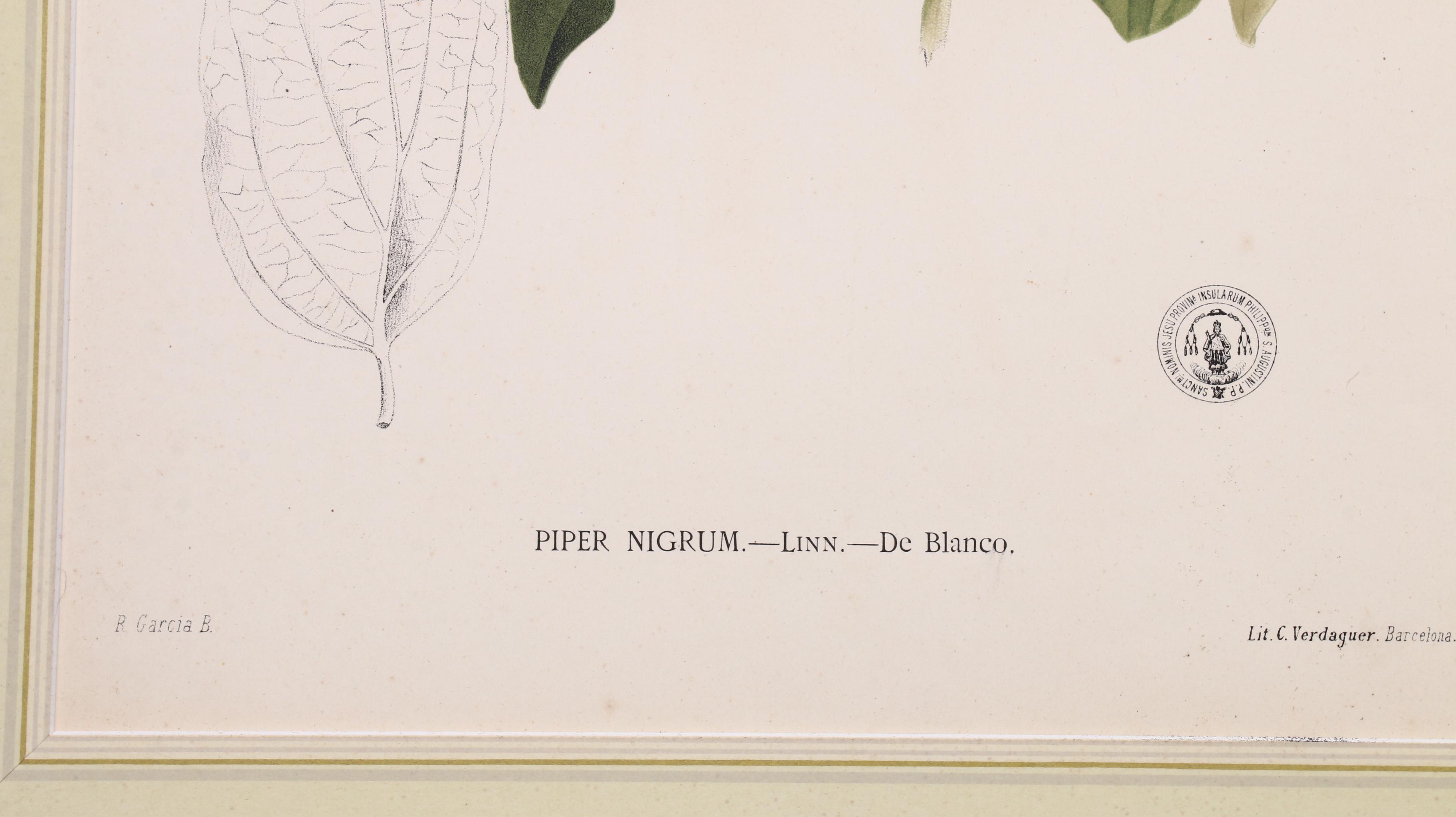 Celestino Verdaguer Botanical Chromolithographs from "Philippine Flora"