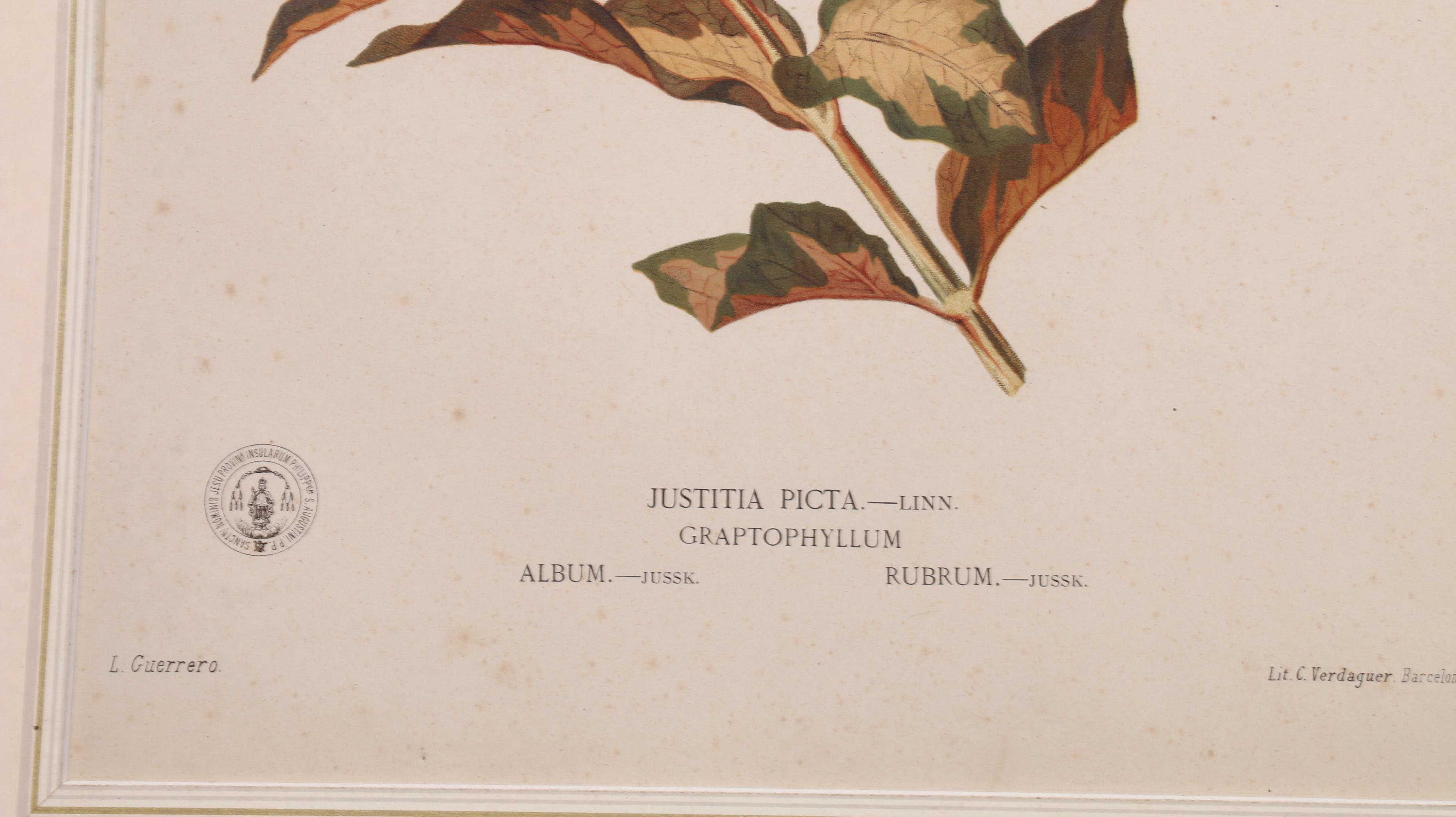 Celestino Verdaguer Botanical Chromolithographs from "Philippine Flora"