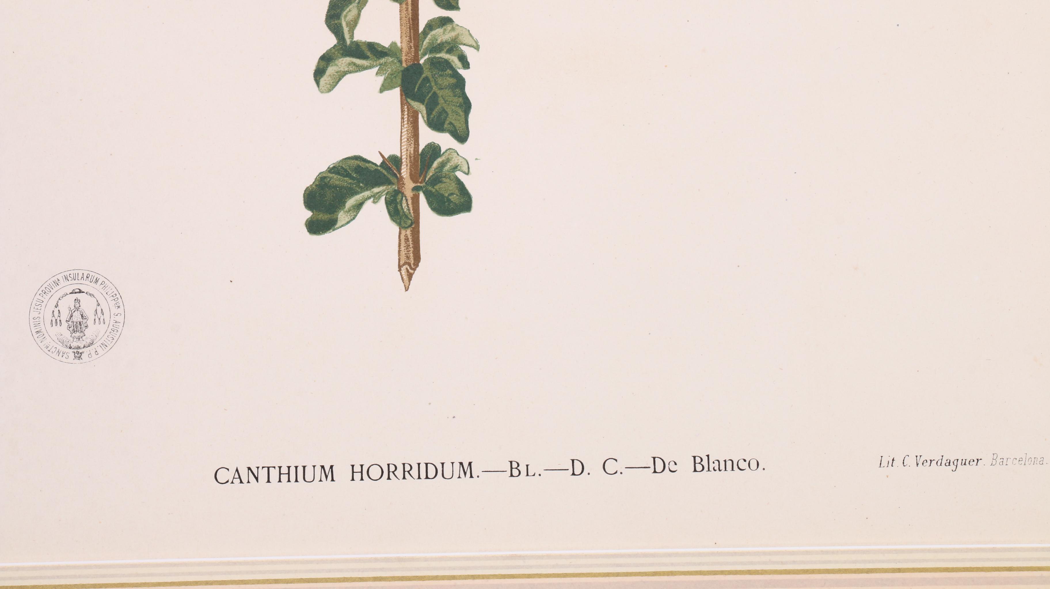 Celestino Verdaguer Botanical Chromolithographs from "Philippine Flora"