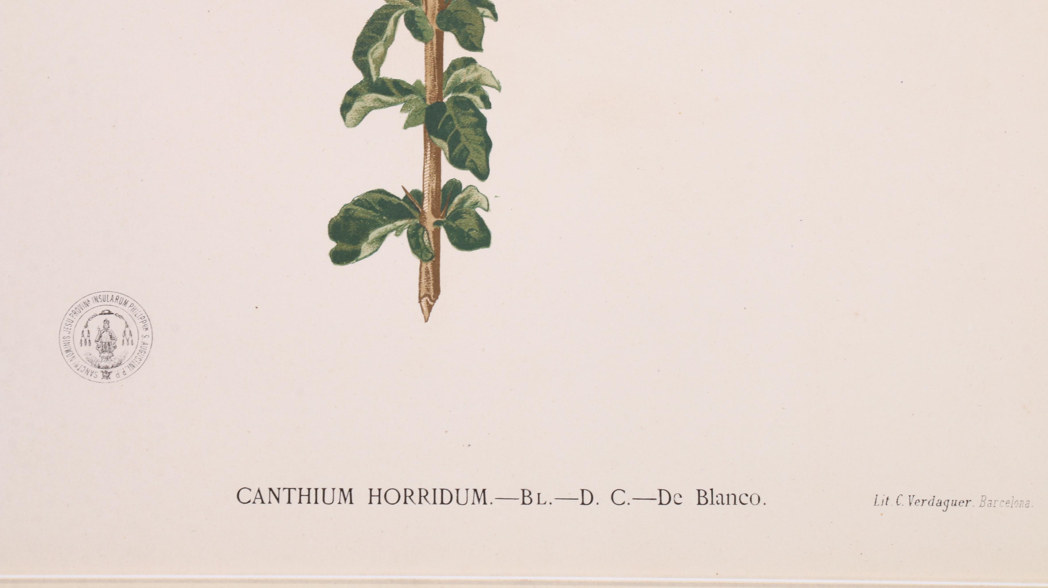 Celestino Verdaguer Botanical Chromolithographs from "Philippine Flora"