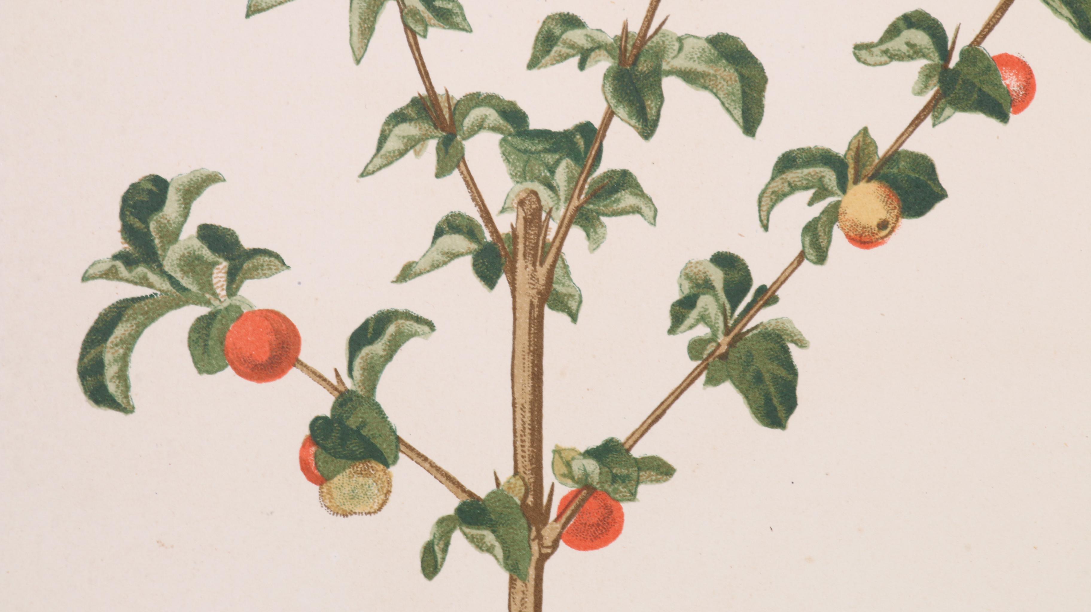 Celestino Verdaguer Botanical Chromolithographs from "Philippine Flora"