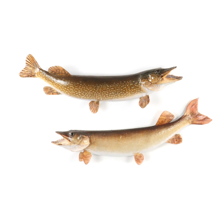 Pair of Taxidermy Northern Pike Fish