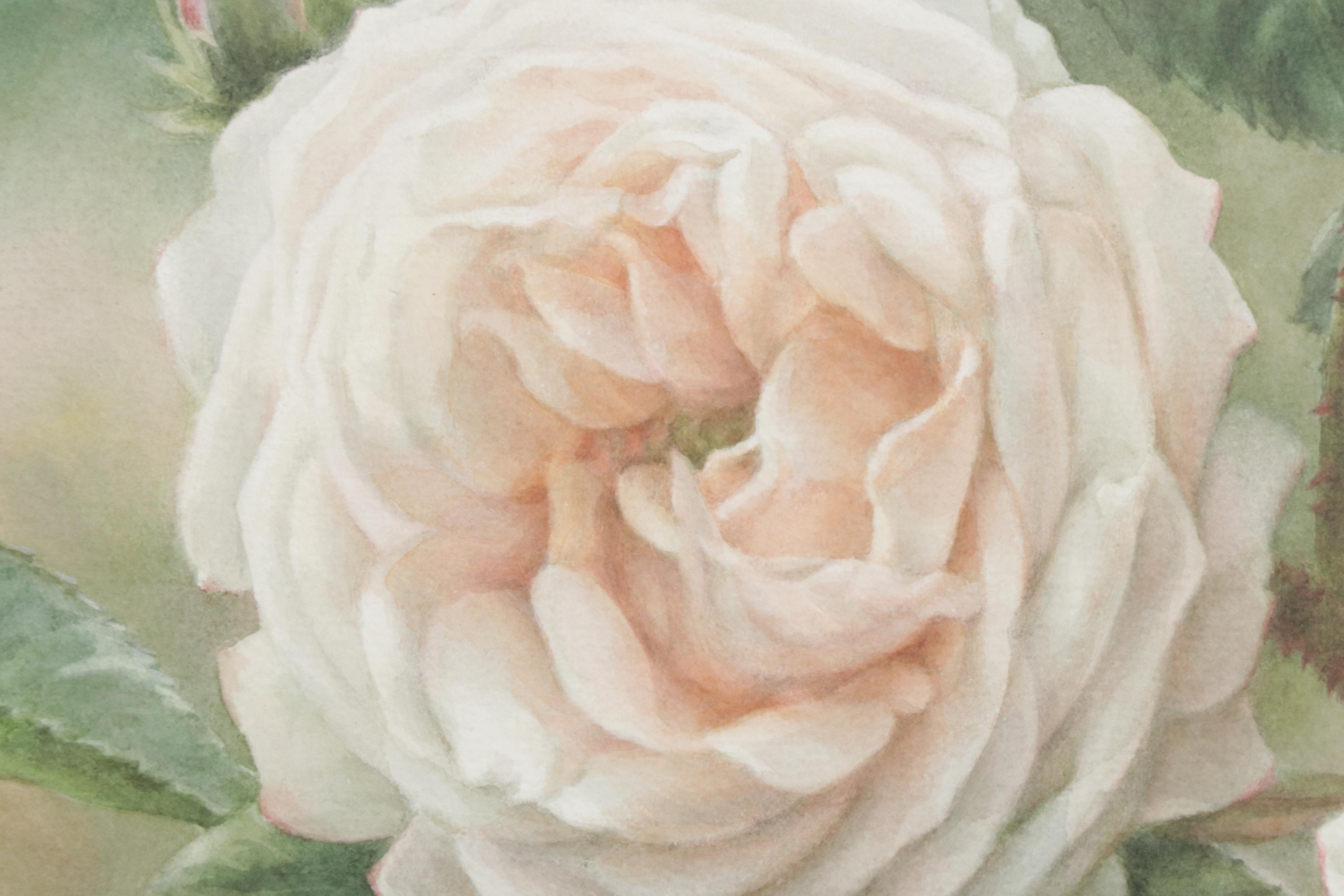 Elena M. Braun Watercolor Painting "Blanche Fleur, Centifolia, 1835, France"