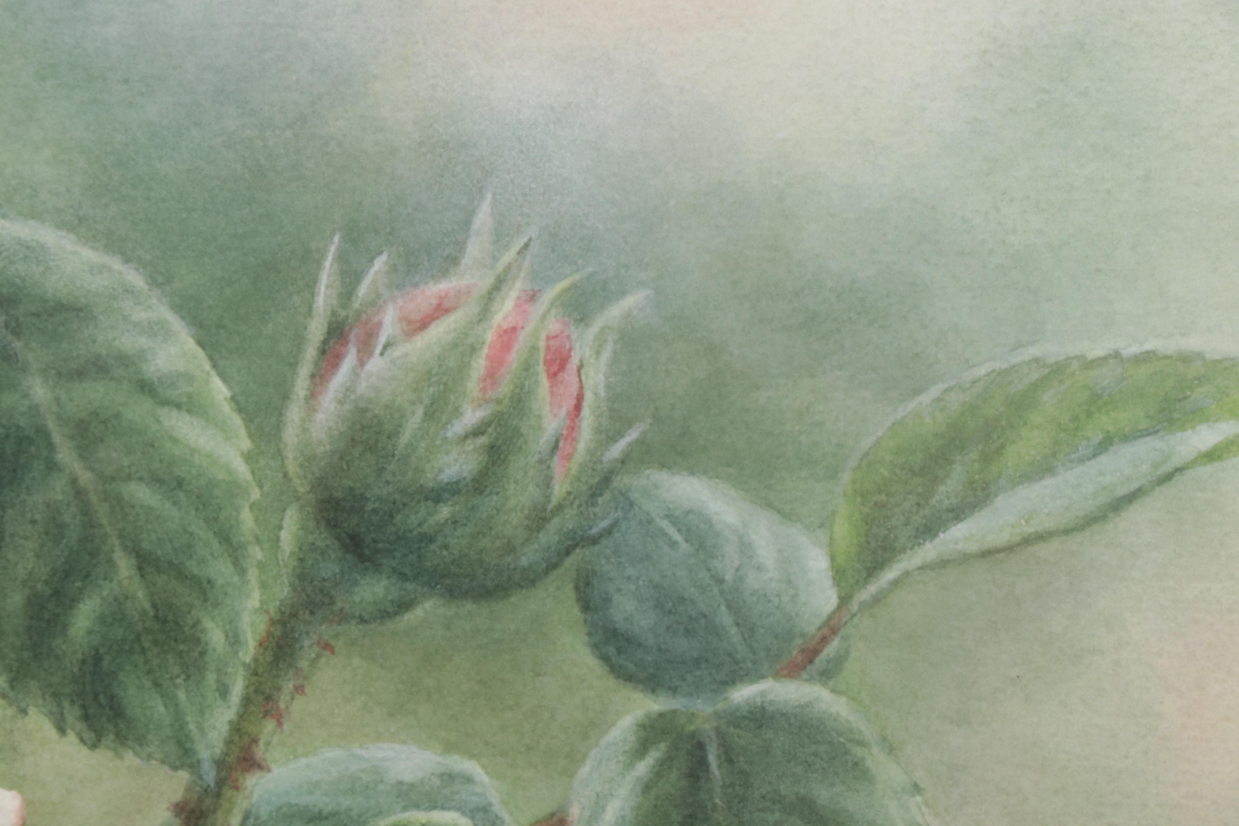 Elena M. Braun Watercolor Painting "Blanche Fleur, Centifolia, 1835, France"