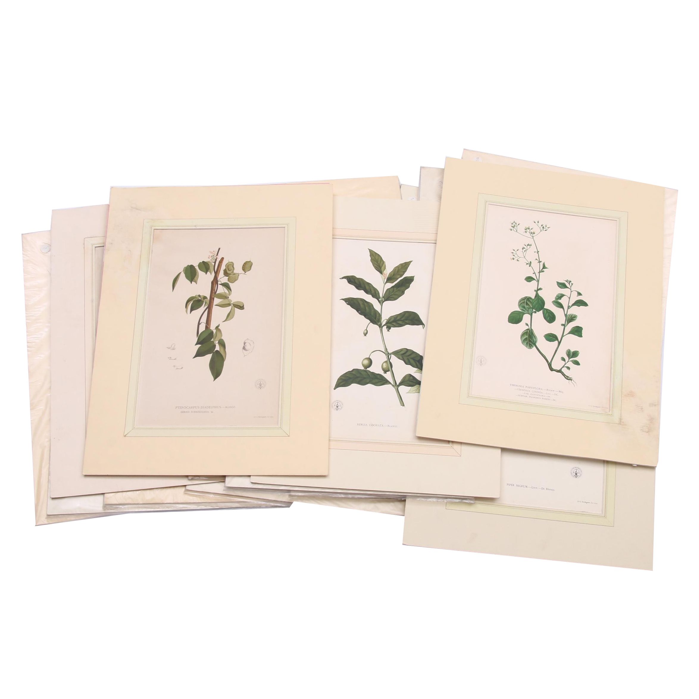 Celestino Verdaguer Botanical Chromolithographs from "Philippine Flora"