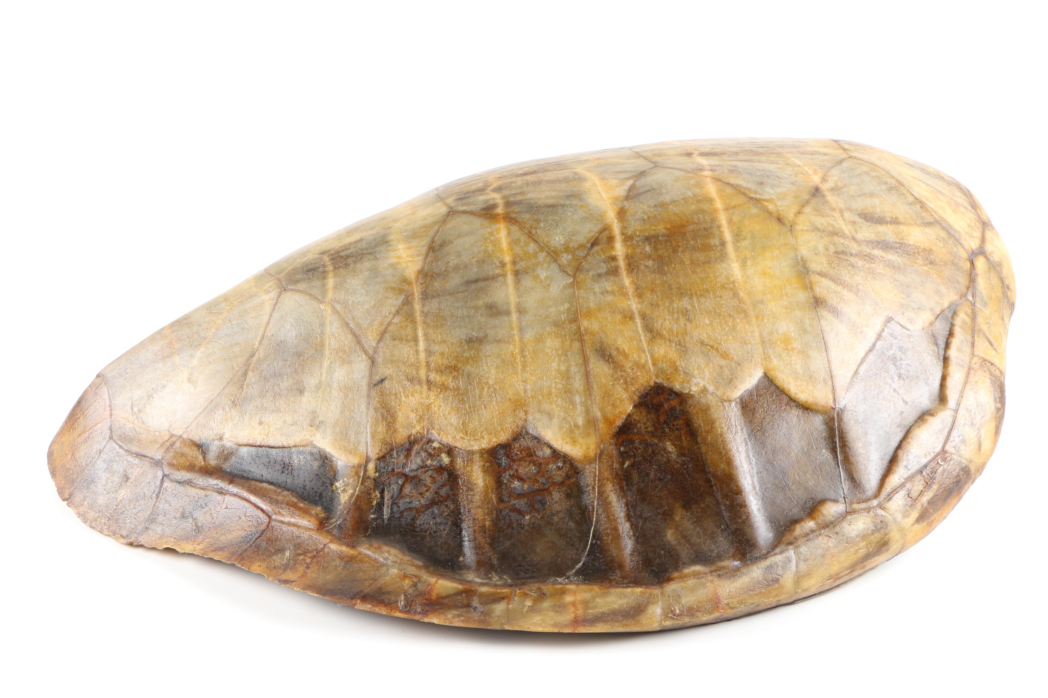 Green Sea Turtle Shell, Early 20th Century