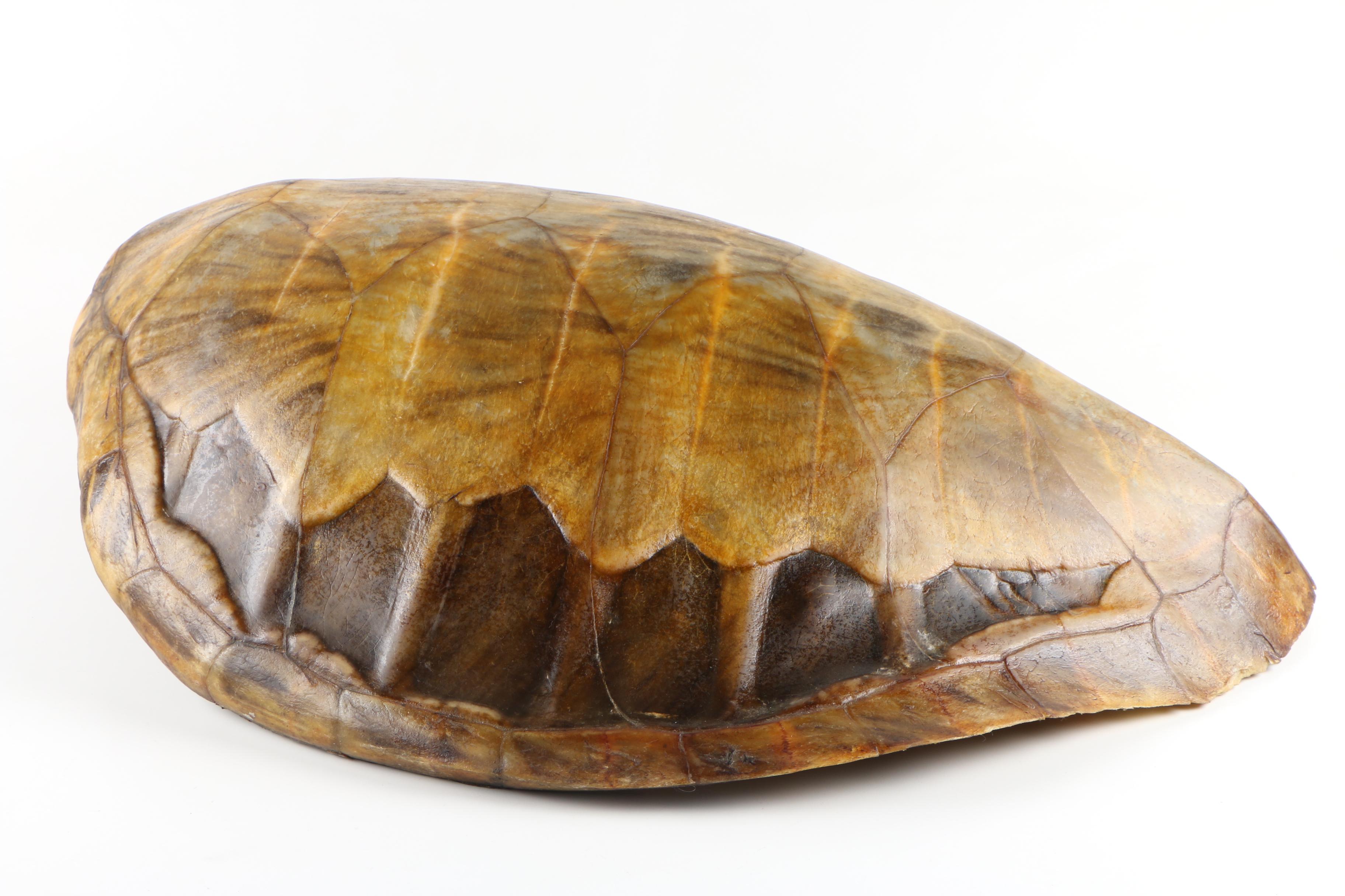 Green Sea Turtle Shell, Early 20th Century