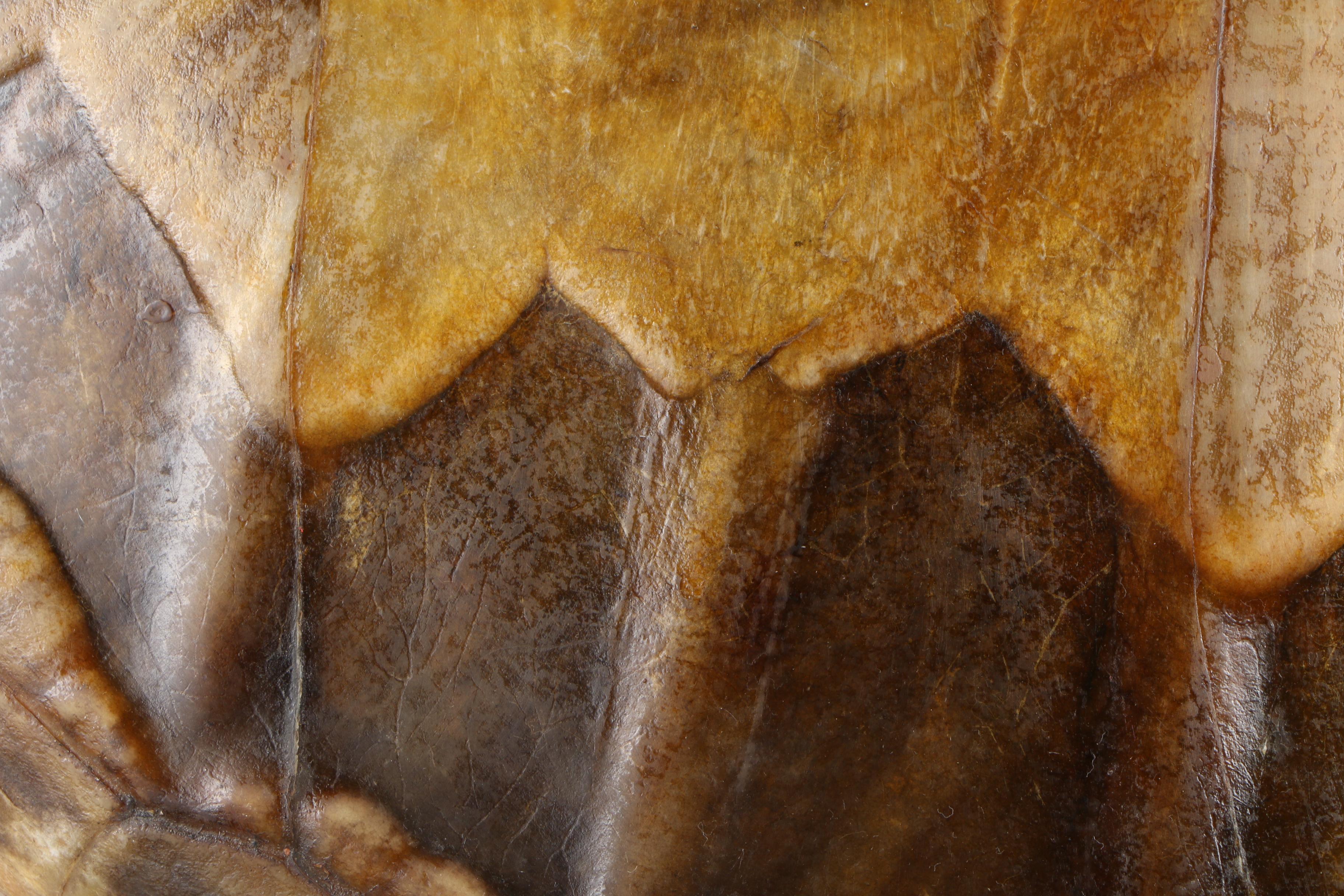 Green Sea Turtle Shell, Early 20th Century