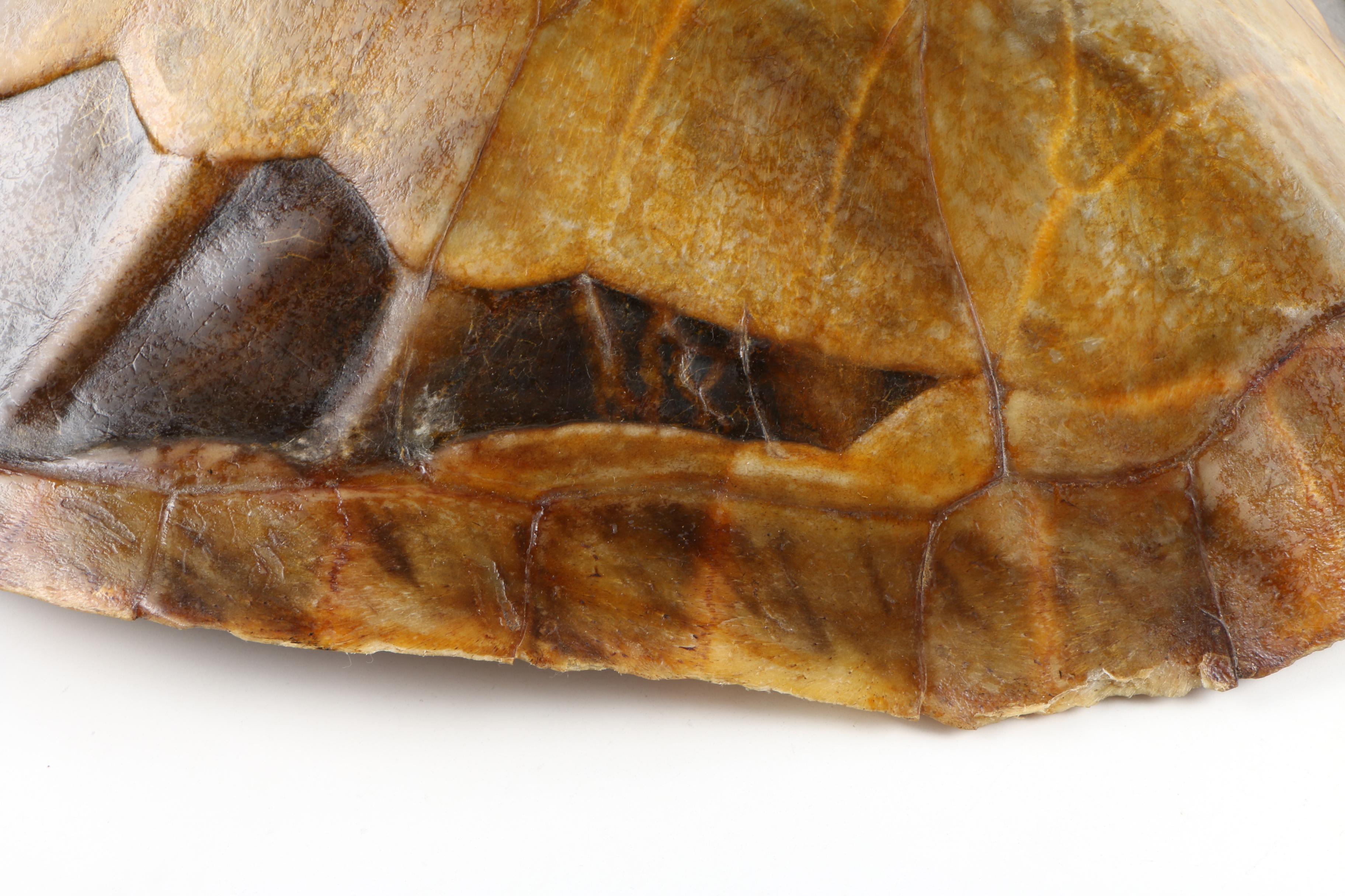 Green Sea Turtle Shell, Early 20th Century