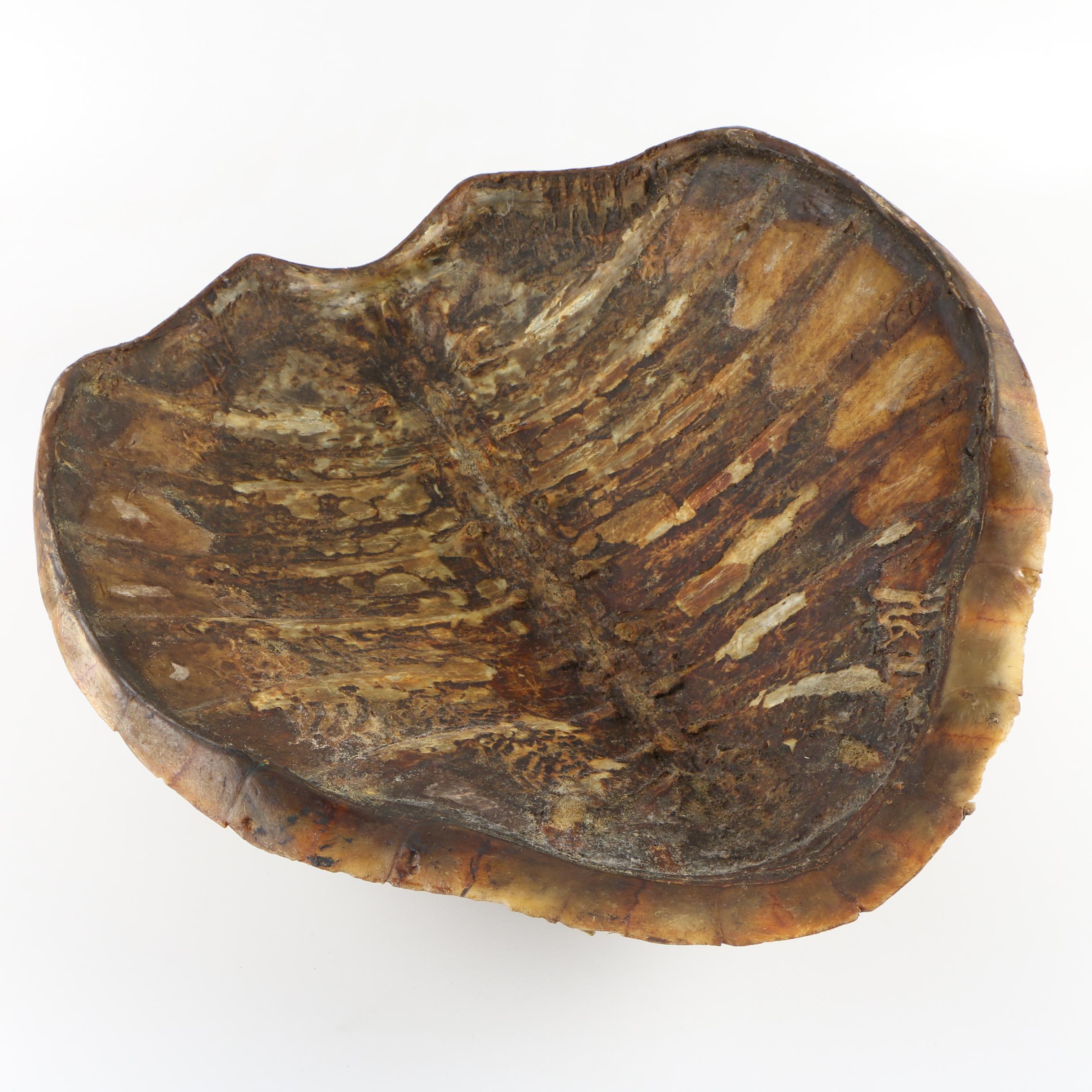 Green Sea Turtle Shell, Early 20th Century