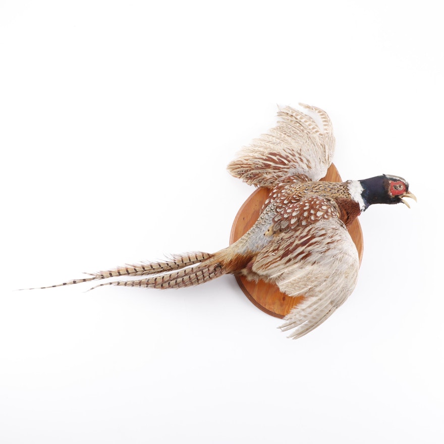 Taxidermy Pheasant Full Body Mount