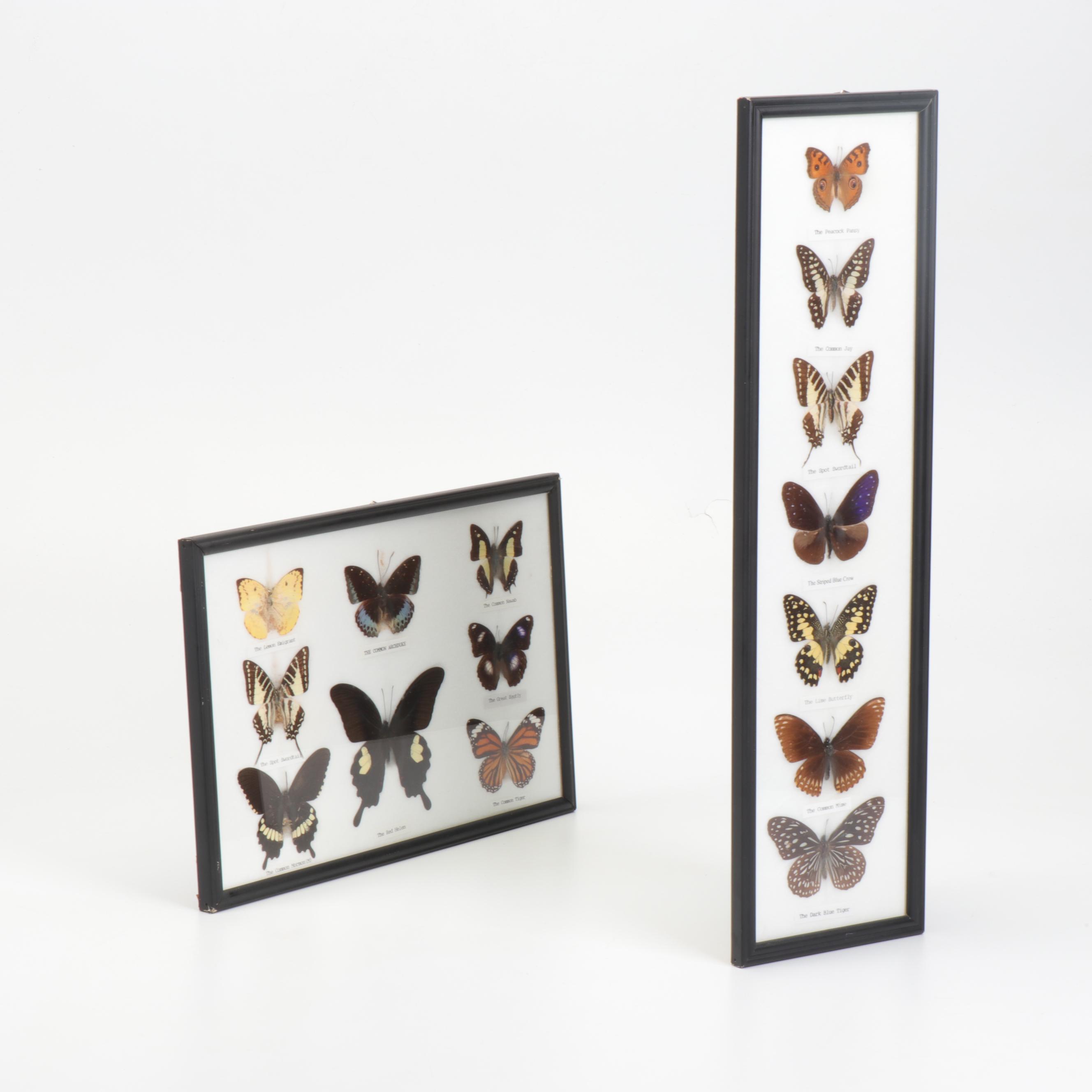 Mounted and Framed Butterfly Collection