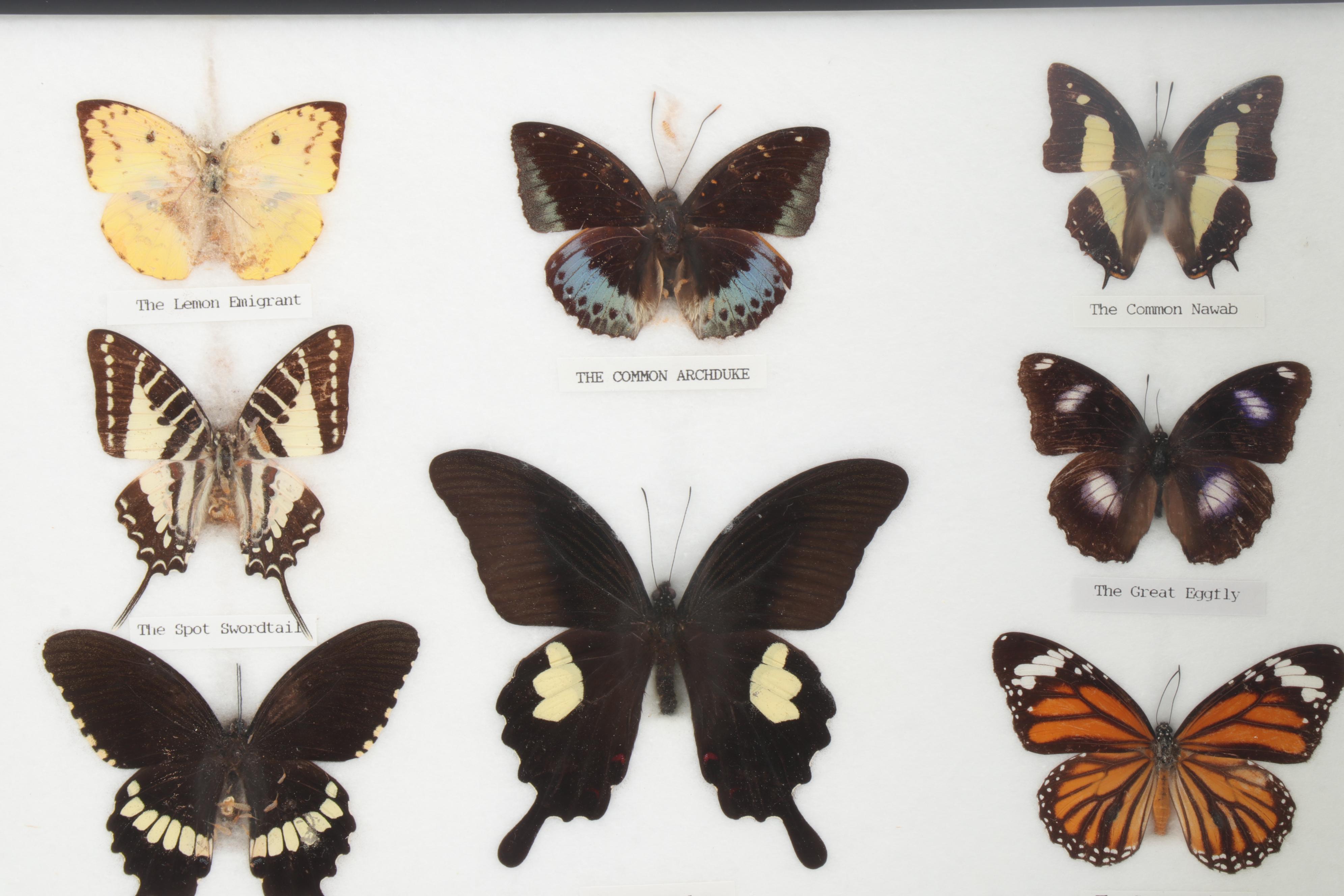 Mounted and Framed Butterfly Collection