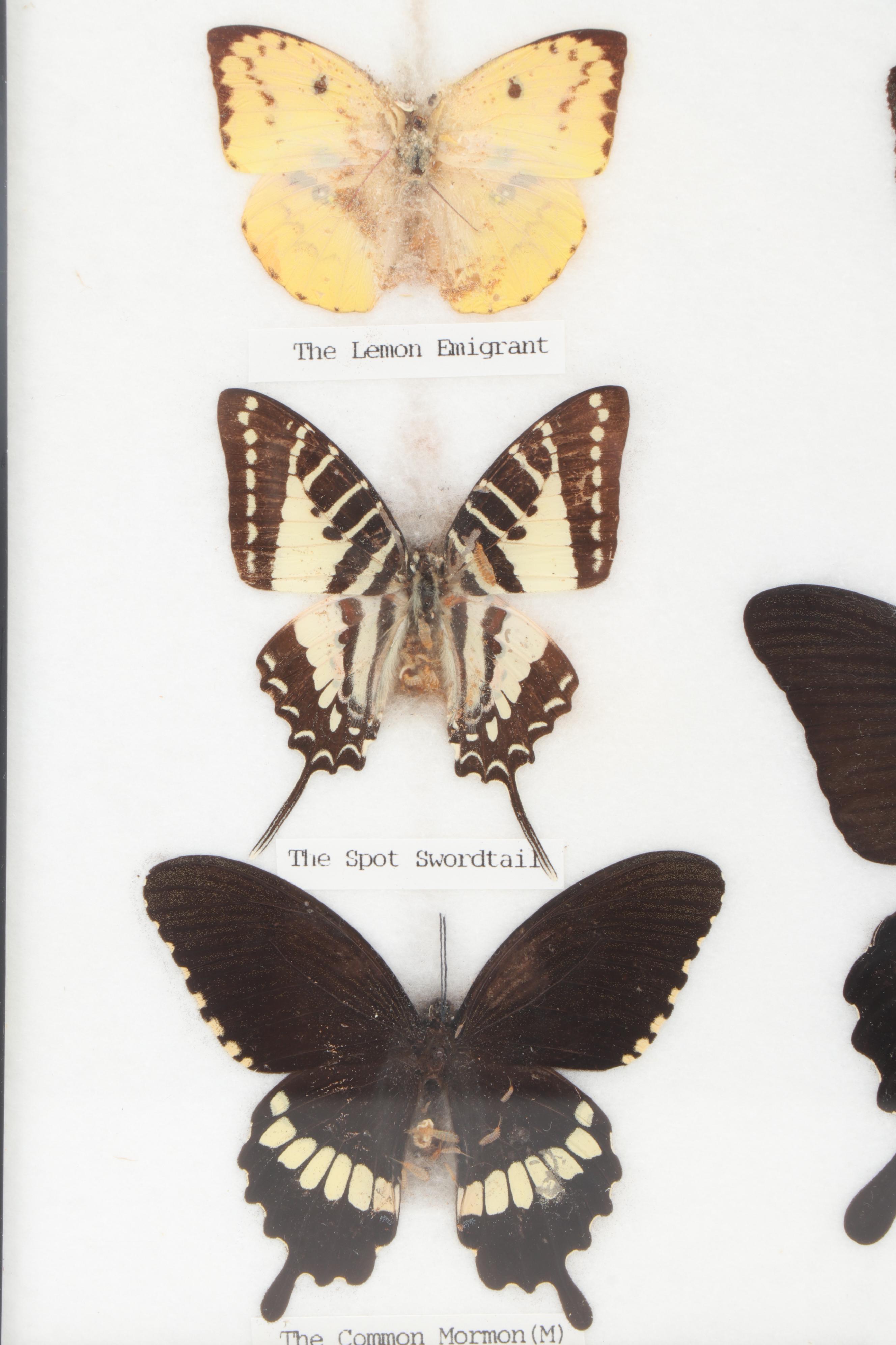 Mounted and Framed Butterfly Collection