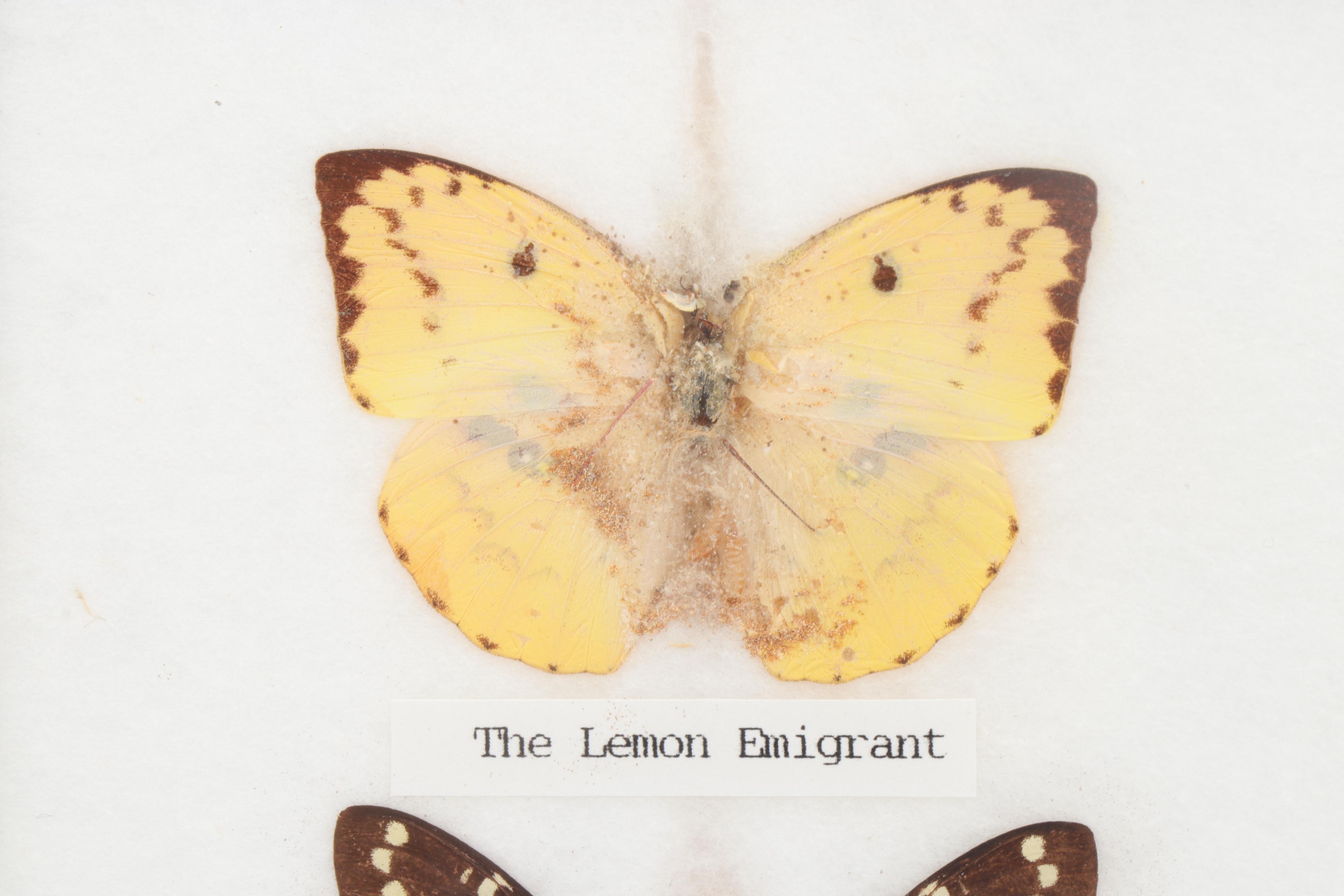 Mounted and Framed Butterfly Collection