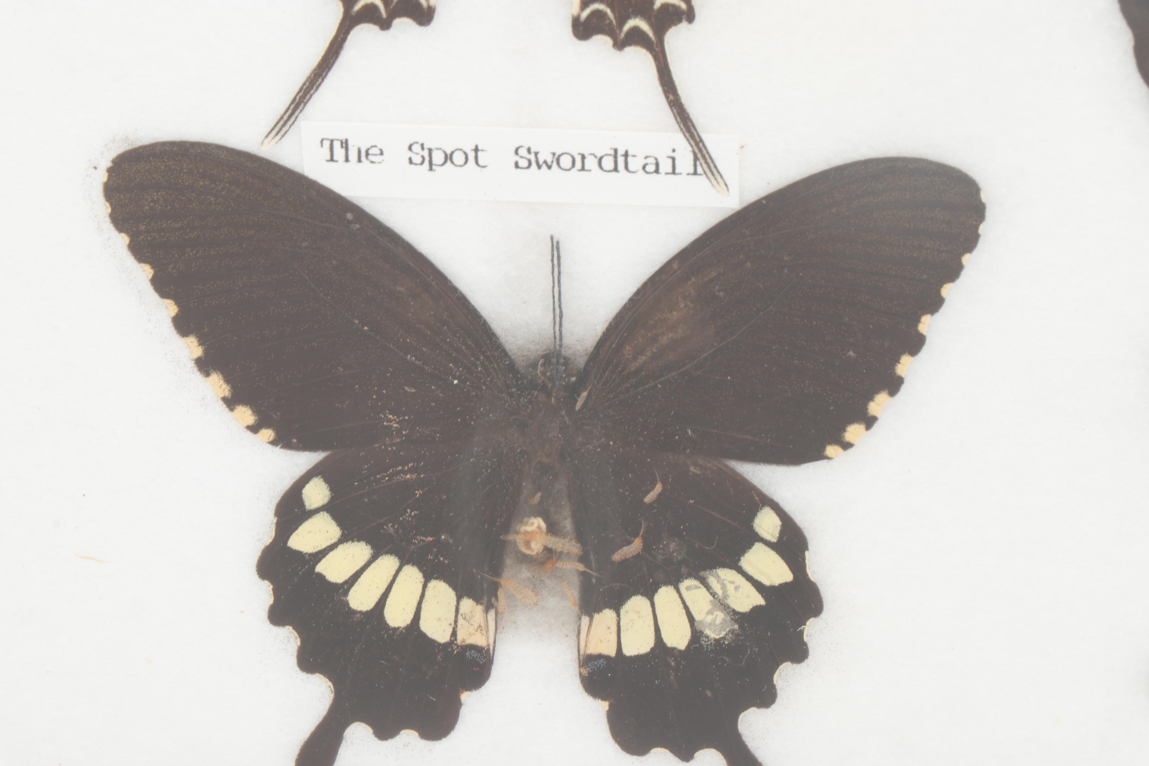 Mounted and Framed Butterfly Collection