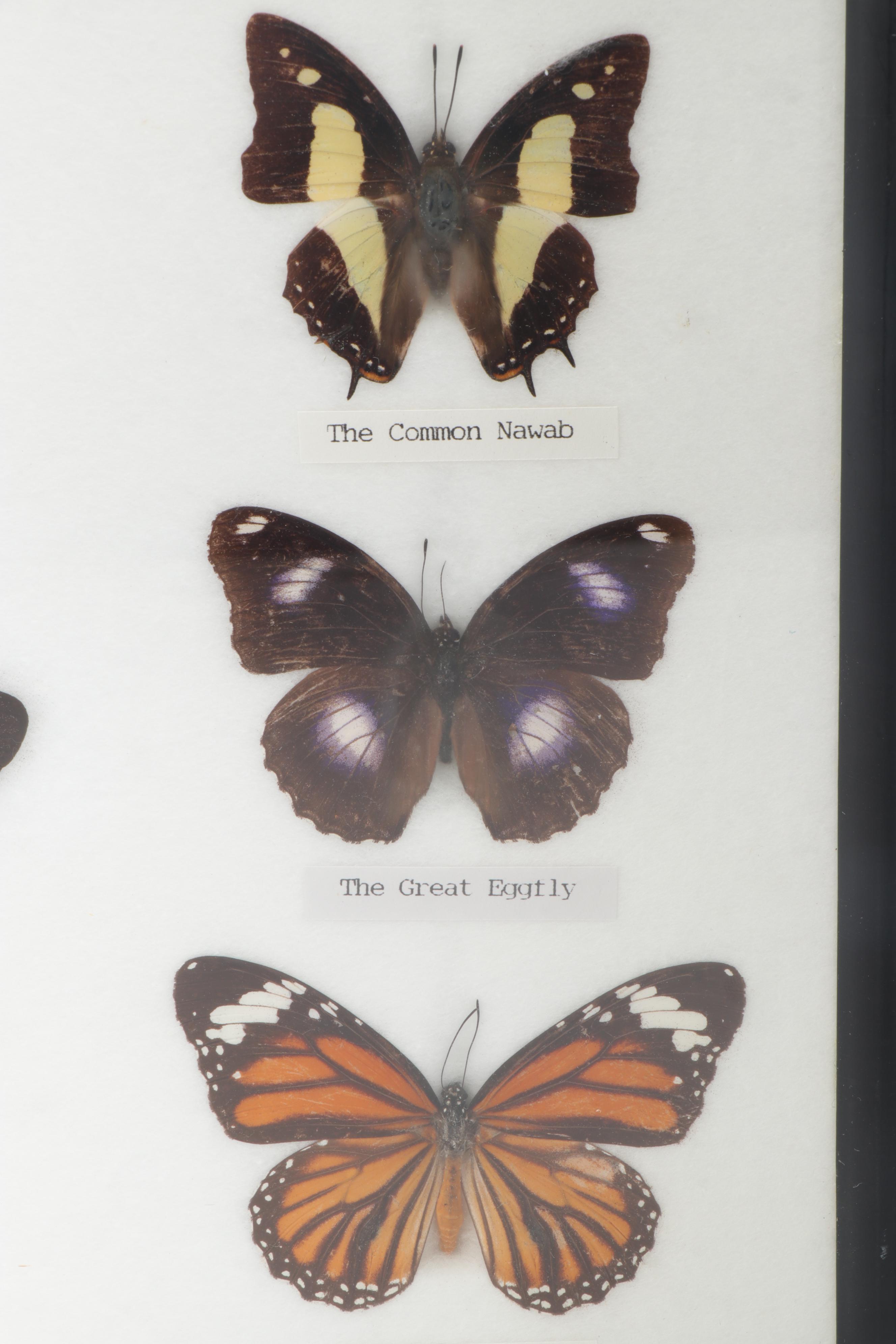 Mounted and Framed Butterfly Collection