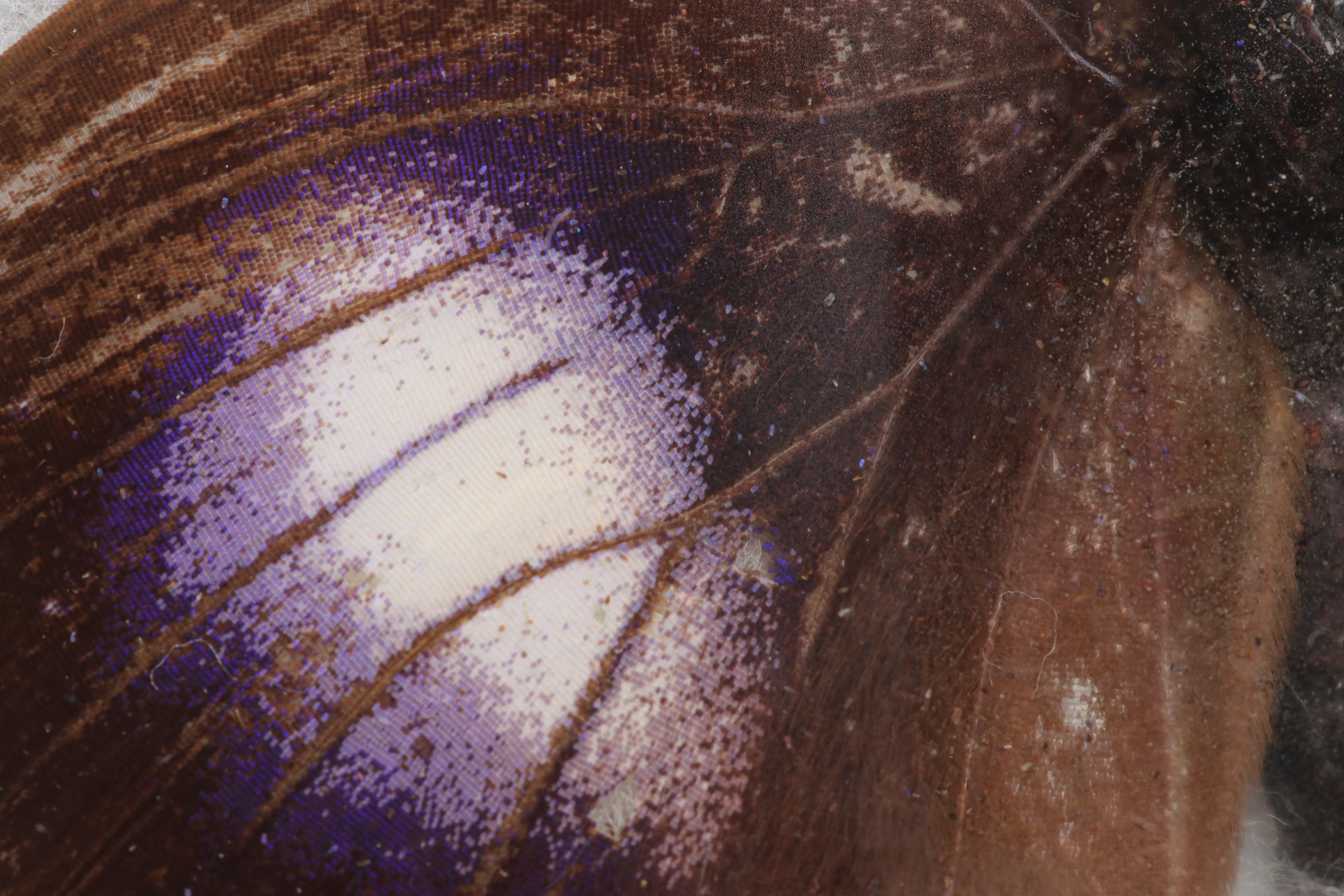 Mounted and Framed Butterfly Collection