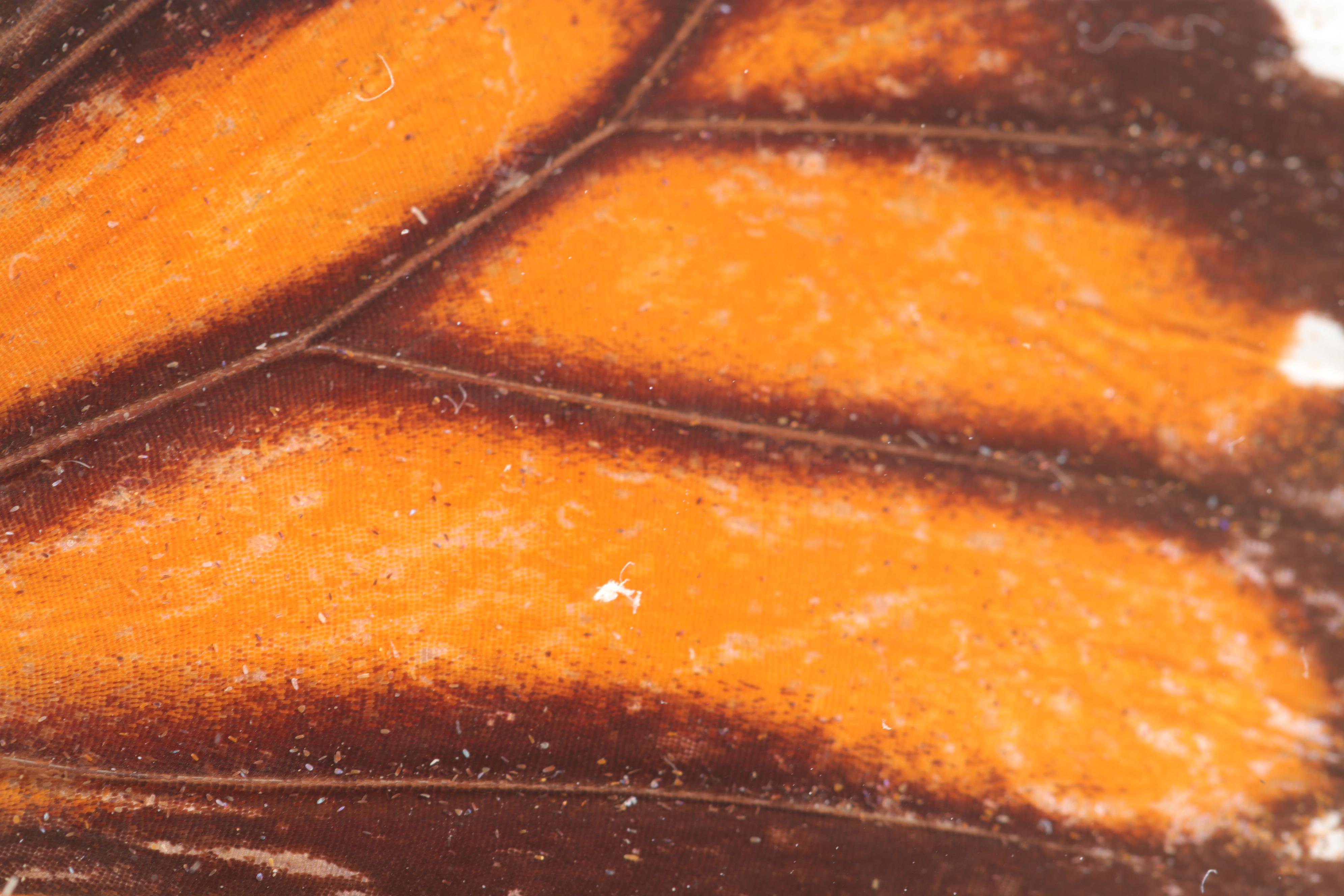 Mounted and Framed Butterfly Collection